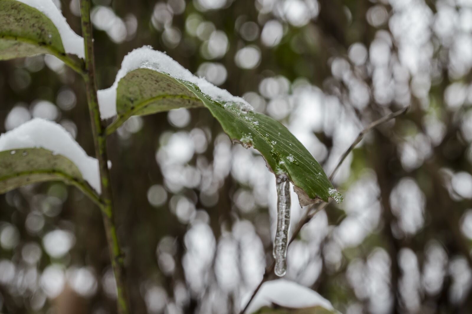 Sony a6300 + Sony Vario-Tessar T* E 16-70mm F4 ZA OSS sample photo. Nature, snow, winter photography