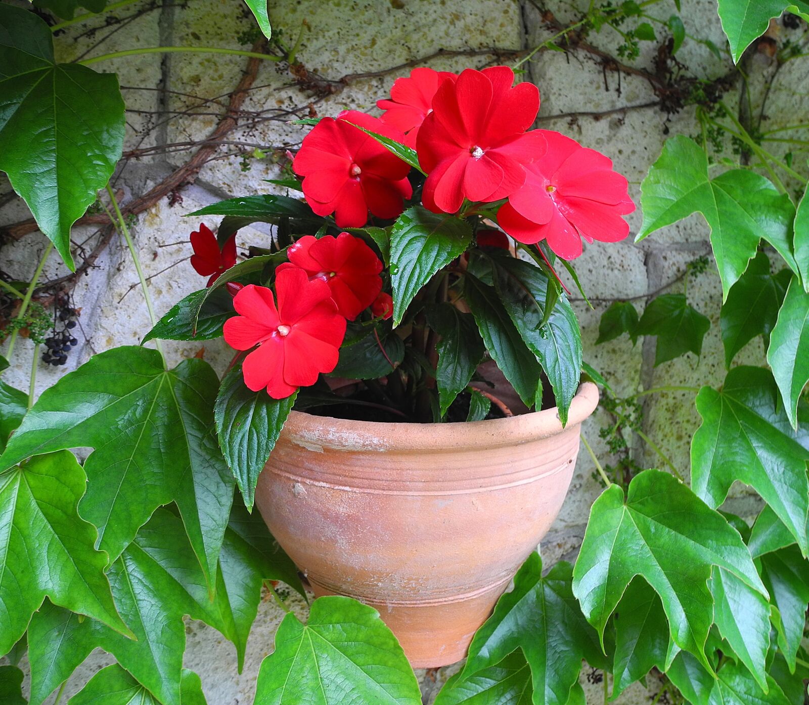 Nikon Coolpix P7000 sample photo. Wallflower, impatiens, potted flower photography