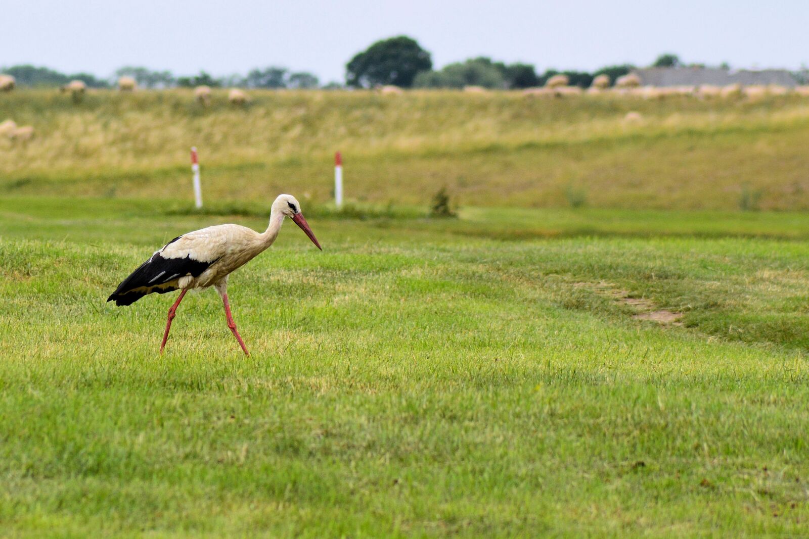 Nikon D3200 sample photo. Stork, bird, foraging photography