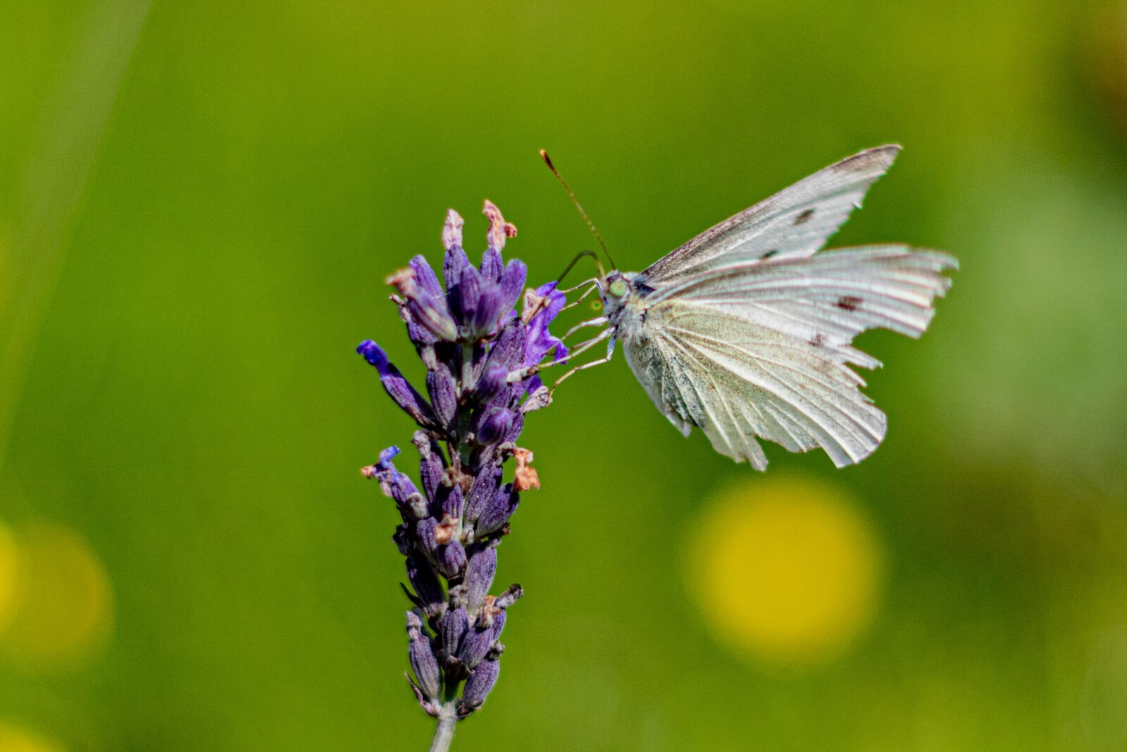 YN50mm f/1.8 II sample photo. Kålsommerfugl, lavender, white photography