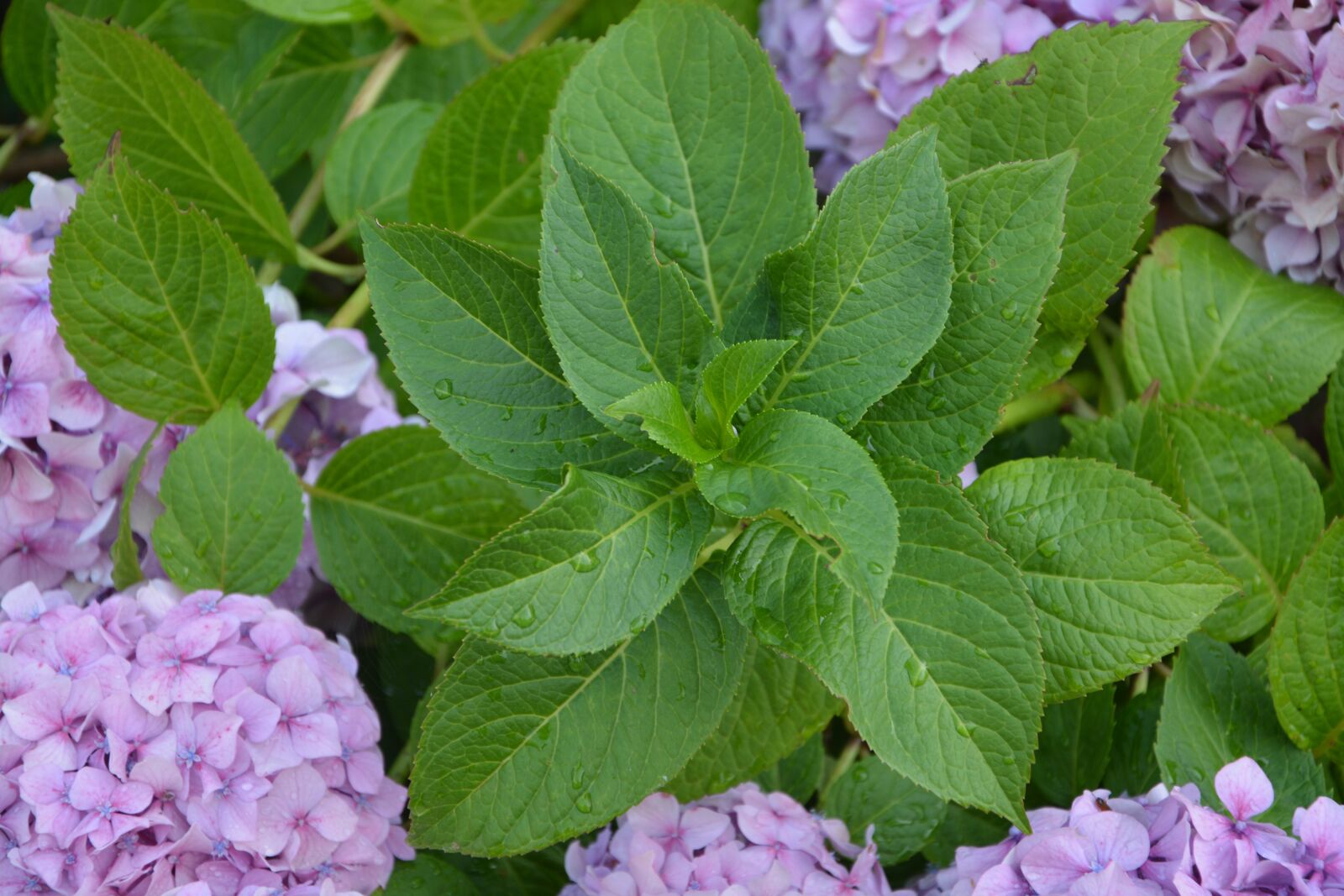 Nikon D5200 sample photo. Leaves hydrangea, green, foliage photography