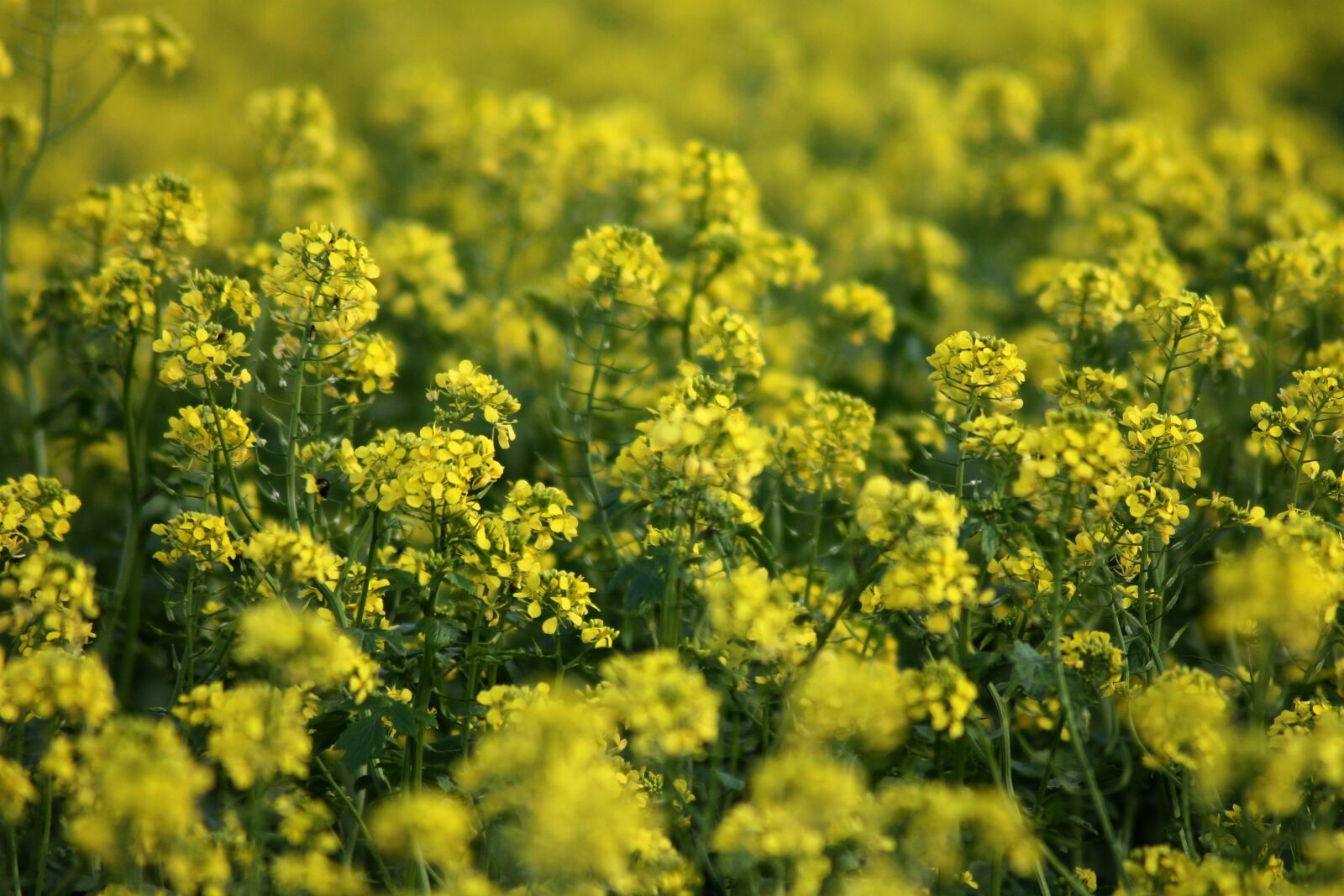 Canon EOS 1100D (EOS Rebel T3 / EOS Kiss X50) sample photo. Green manure, yellow mustard photography