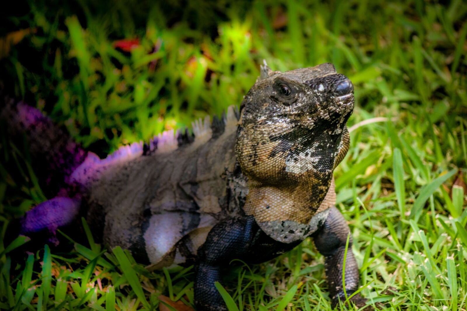 Canon EOS 1200D (EOS Rebel T5 / EOS Kiss X70 / EOS Hi) sample photo. Iguana, mexico, yucatan photography