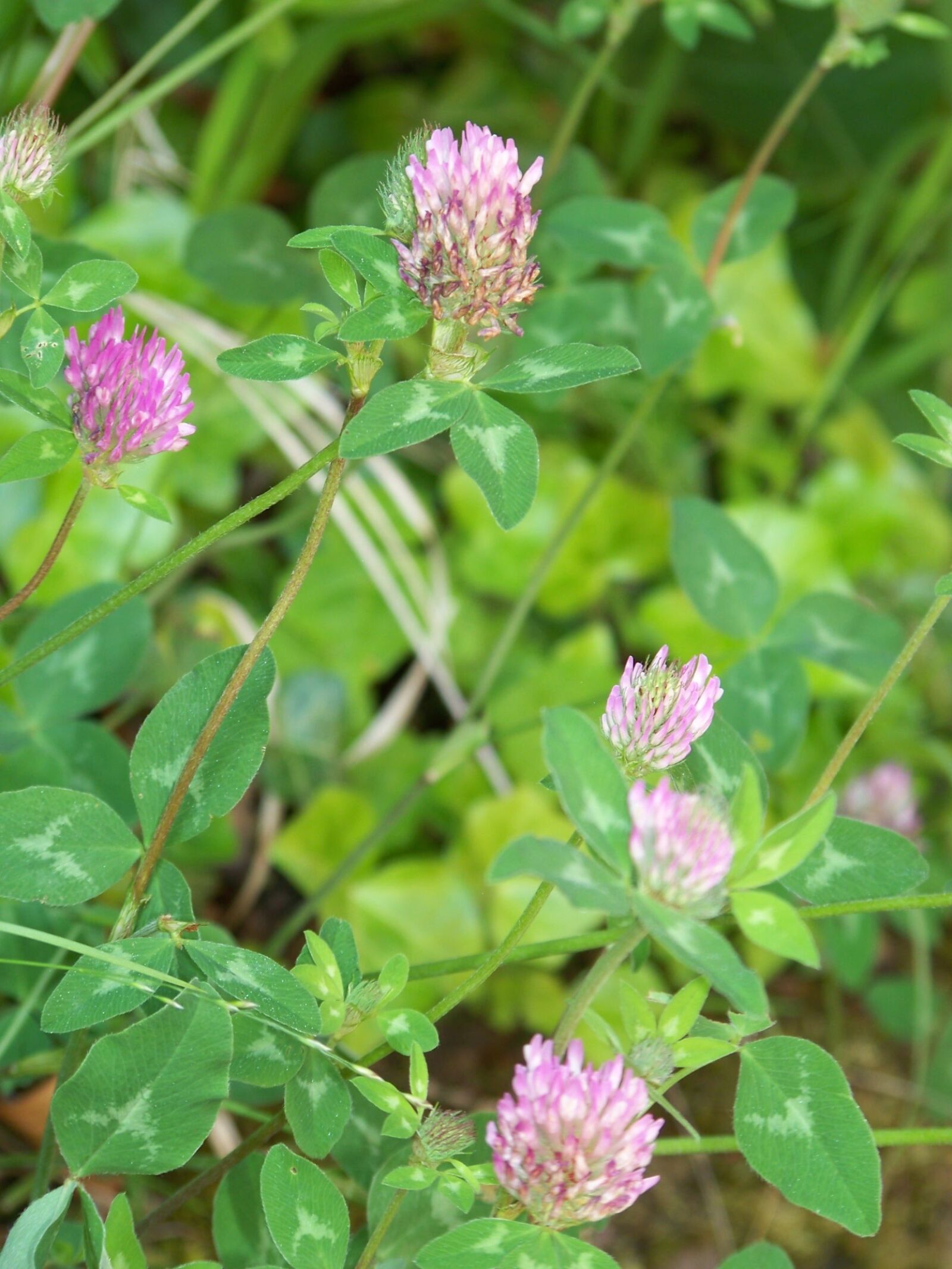 Kodak EASYSHARE Z8612 IS DIGITAL CAMERA sample photo. Red clover, woman's herb photography