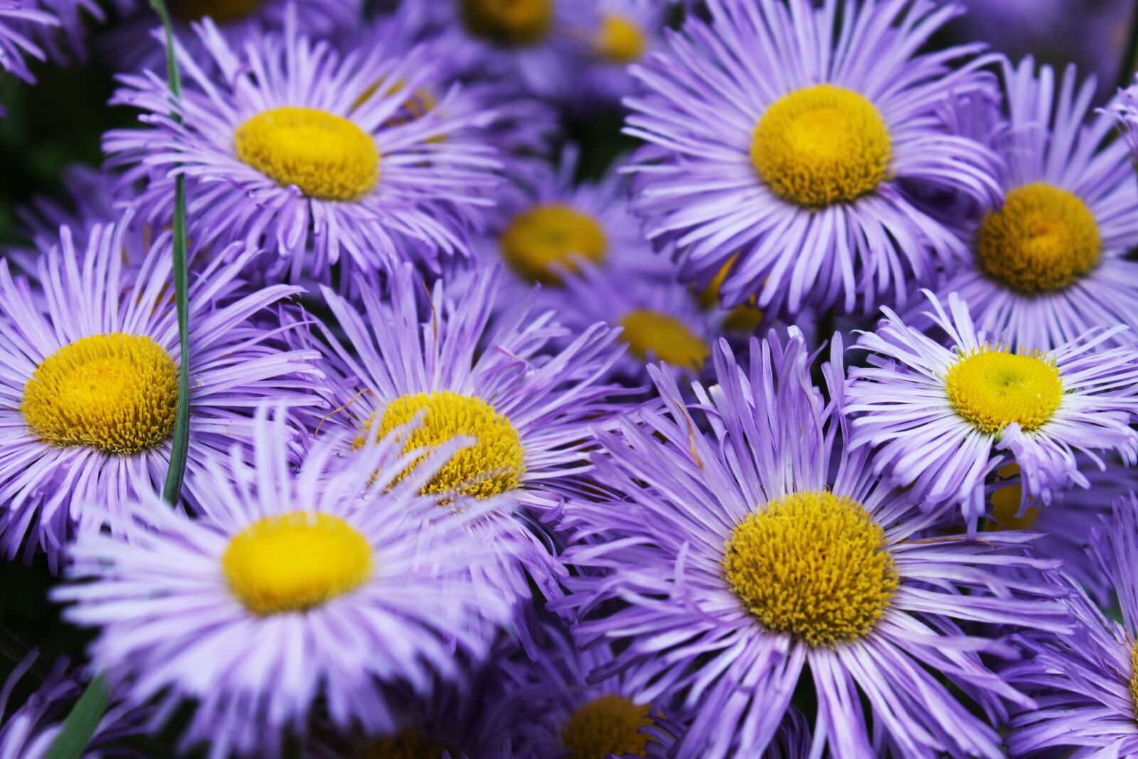 Canon EOS 1100D (EOS Rebel T3 / EOS Kiss X50) sample photo. Blue flower, flowers, blue photography