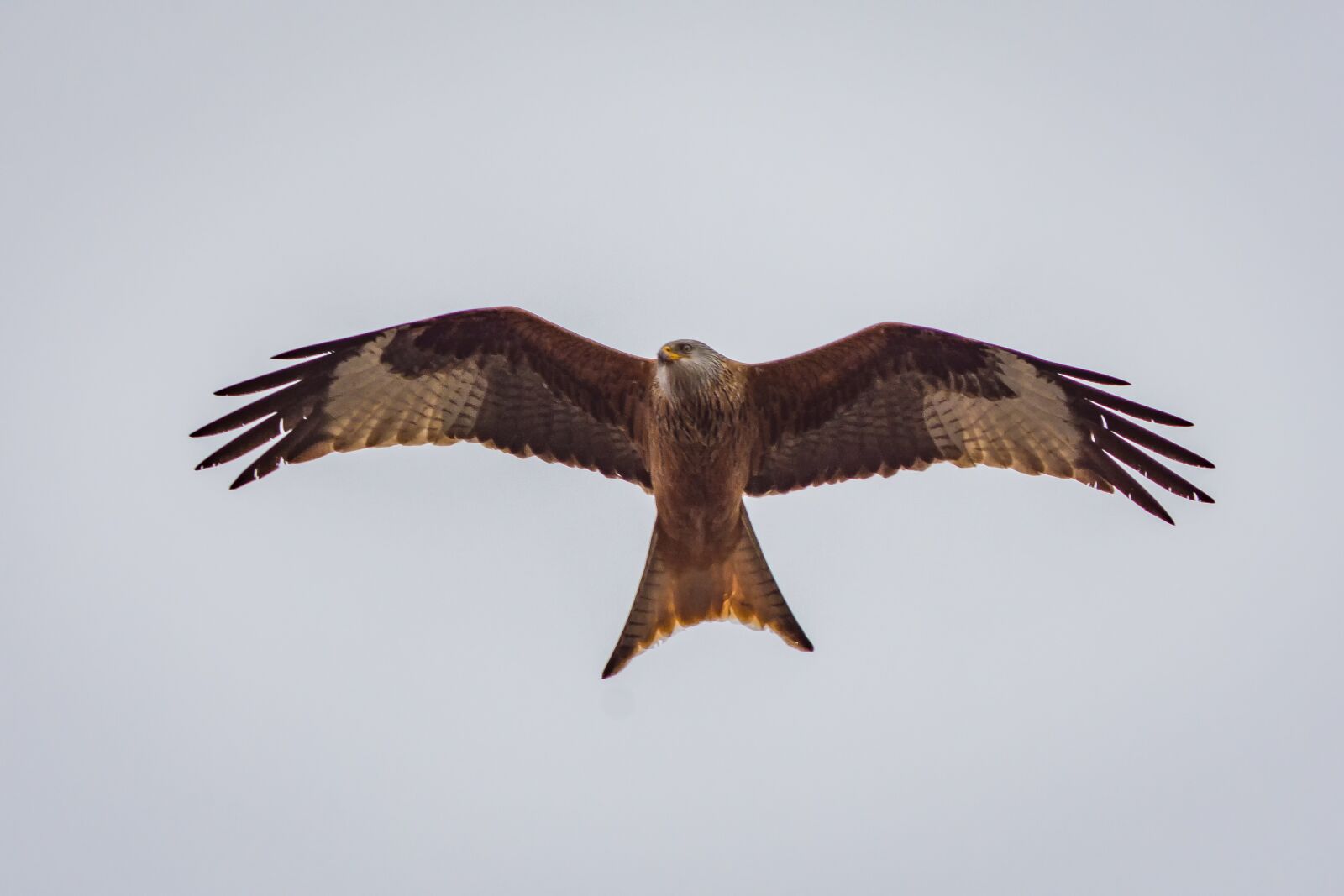 Nikon D7200 sample photo. Milan, raptor, bird of photography