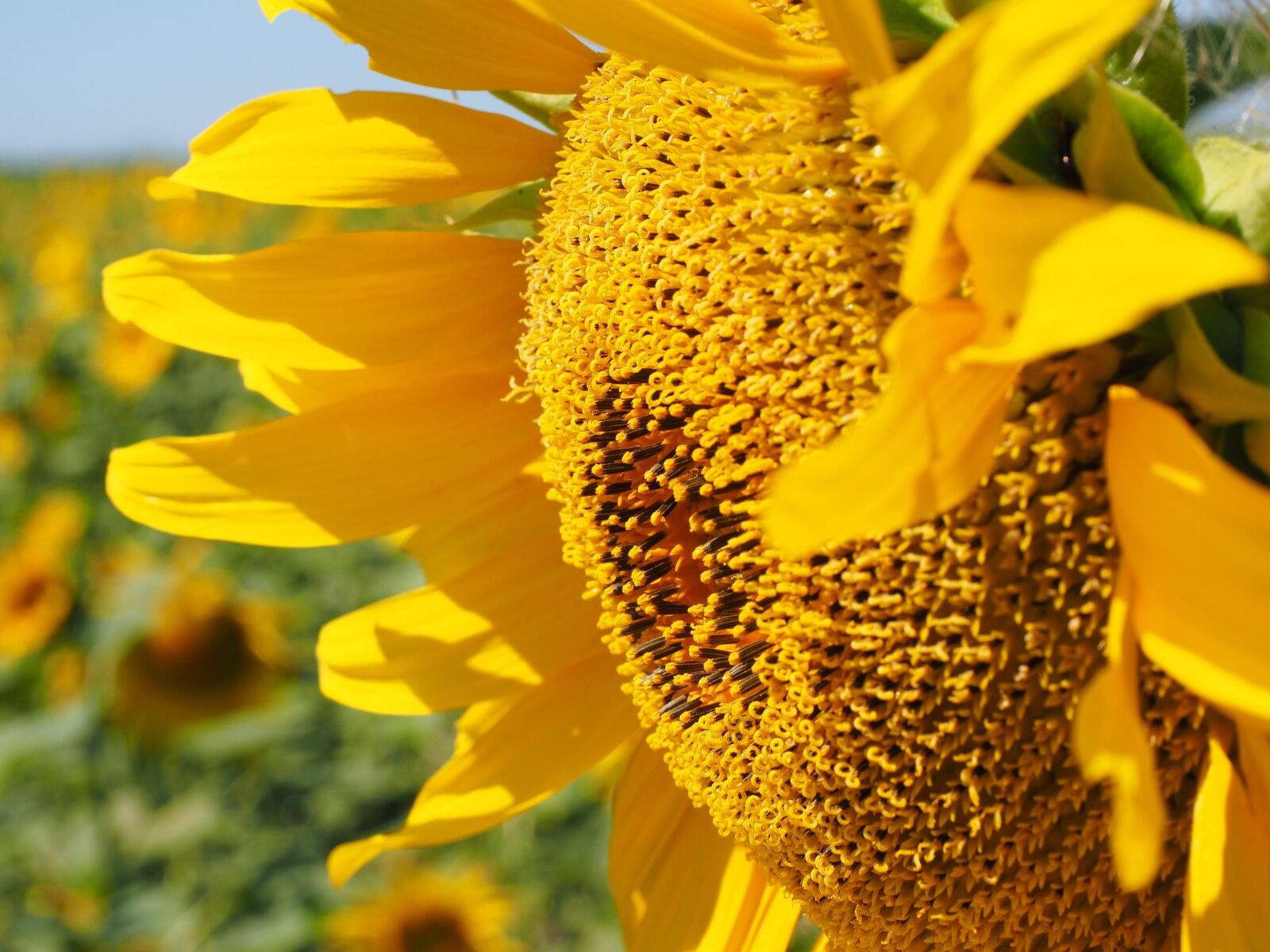 Olympus OM-D E-M1 + Olympus M.Zuiko Digital ED 12-40mm F2.8 Pro sample photo. Sunflower, bee, blossom photography