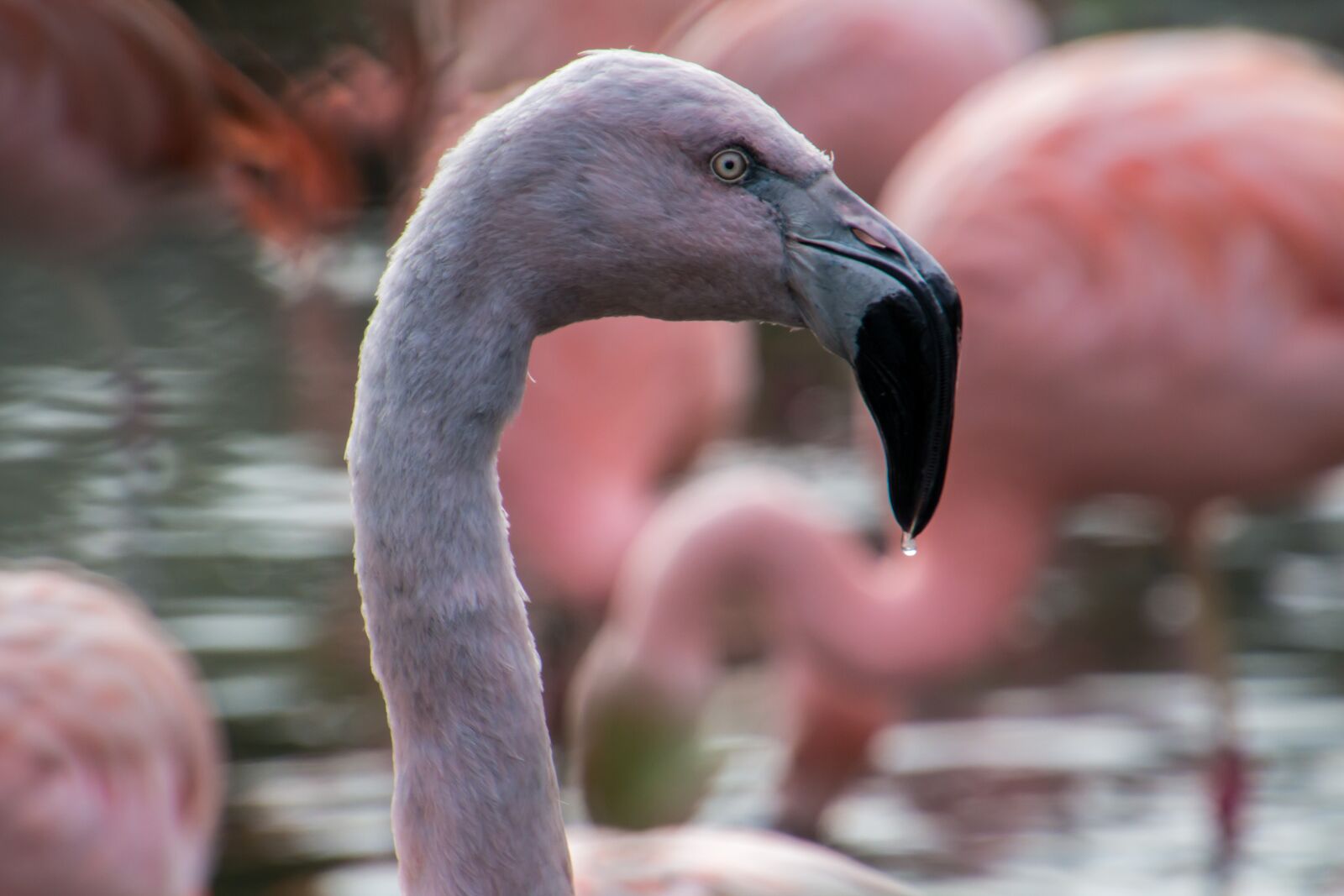 Canon EOS 70D sample photo. Flamingo, bird, pink photography