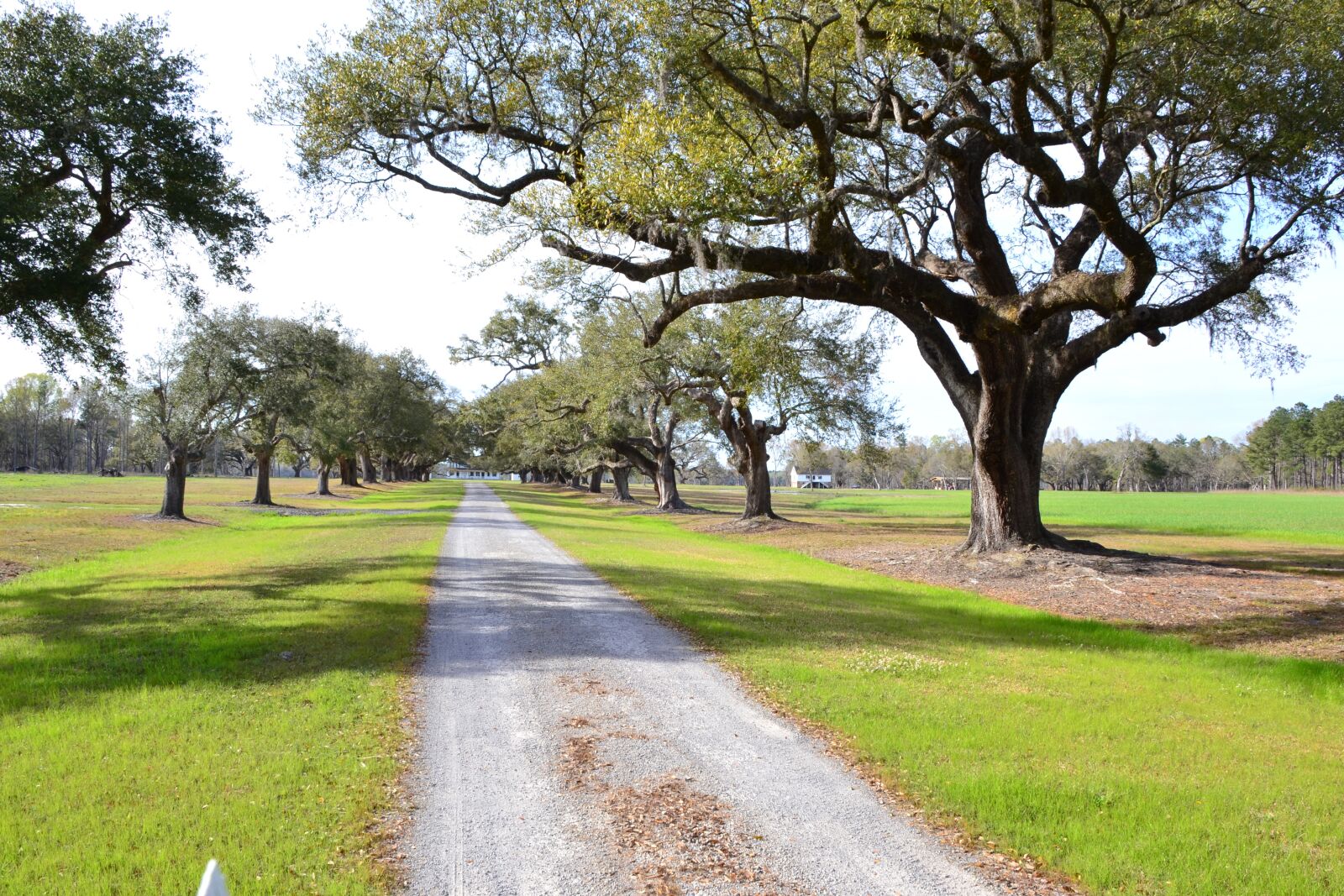 Nikon D3100 sample photo. Plantation, oak trees, south photography