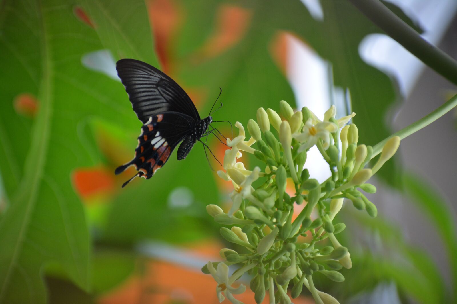 Nikon D5200 sample photo. Butterfly, insect, flower photography