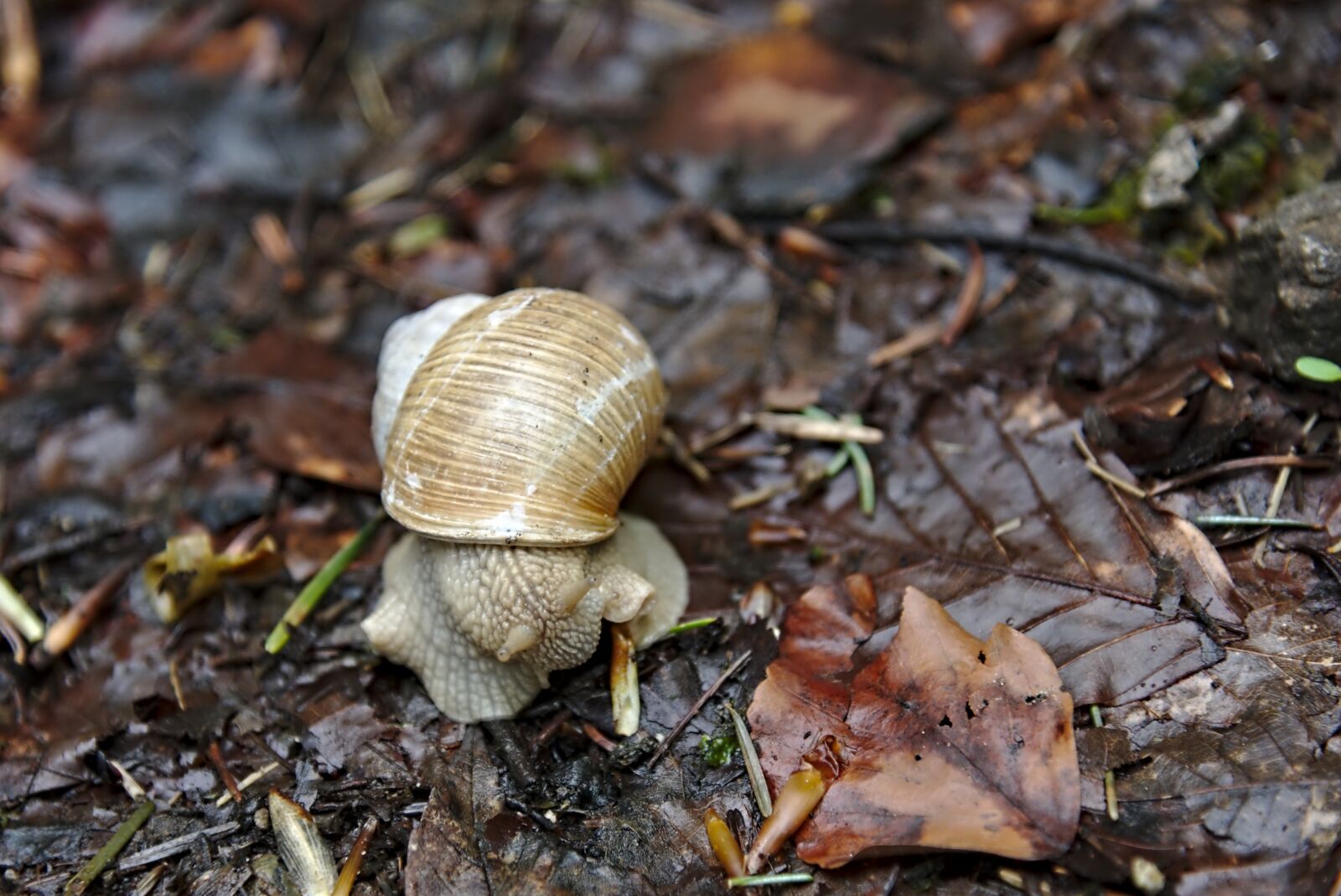 Nikon D750 sample photo. Snail, shell, leaves photography