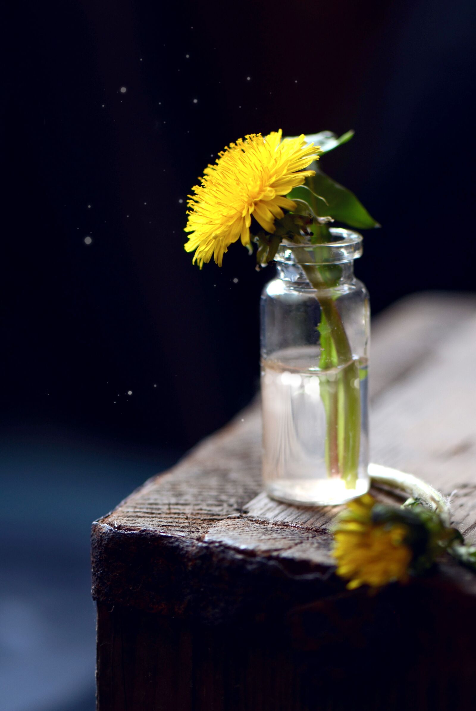 Nikon D5100 sample photo. Flower, dandelion, bouquet photography