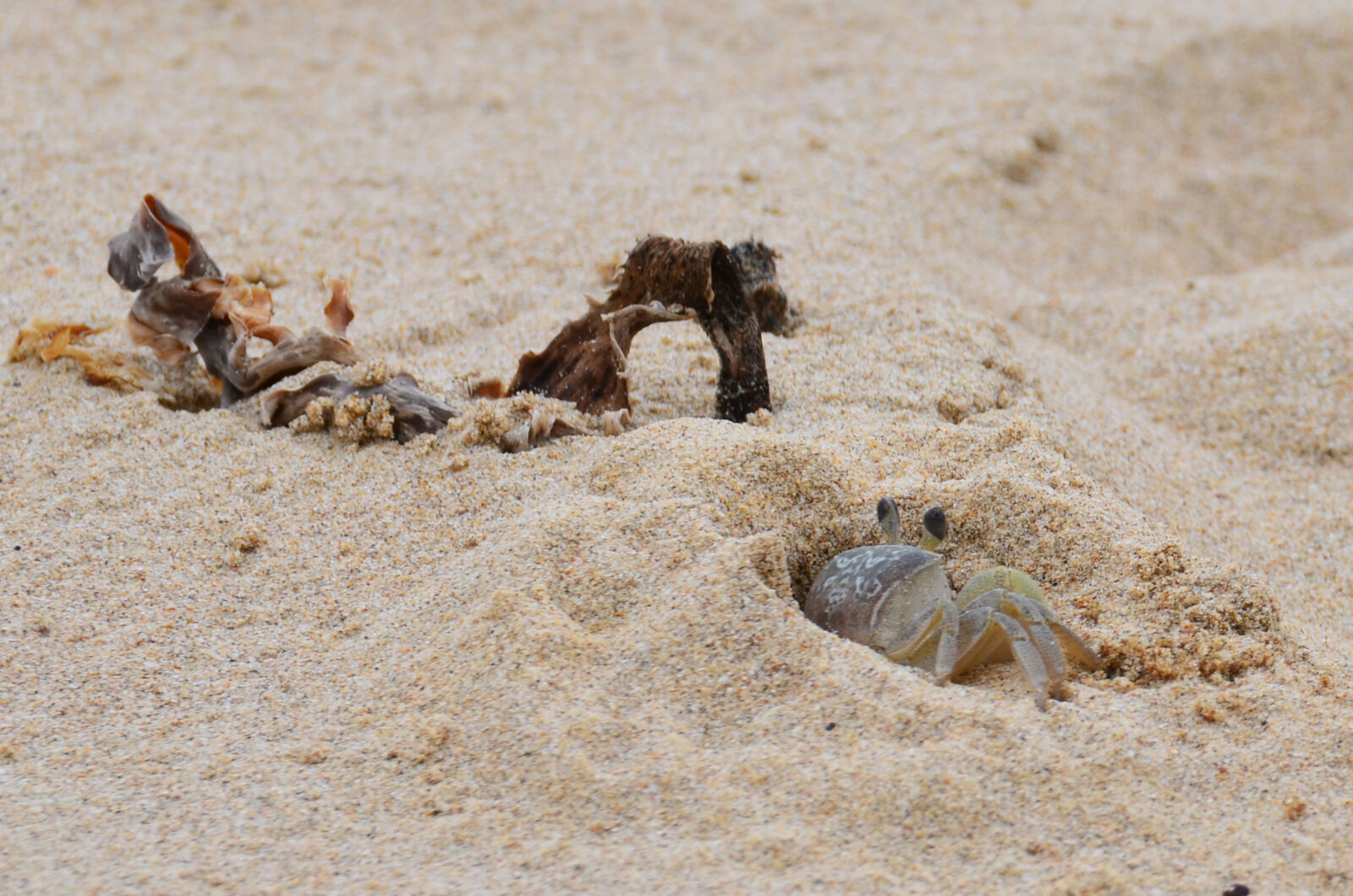 Nikon D7000 sample photo. Crab, sand, seaweed photography