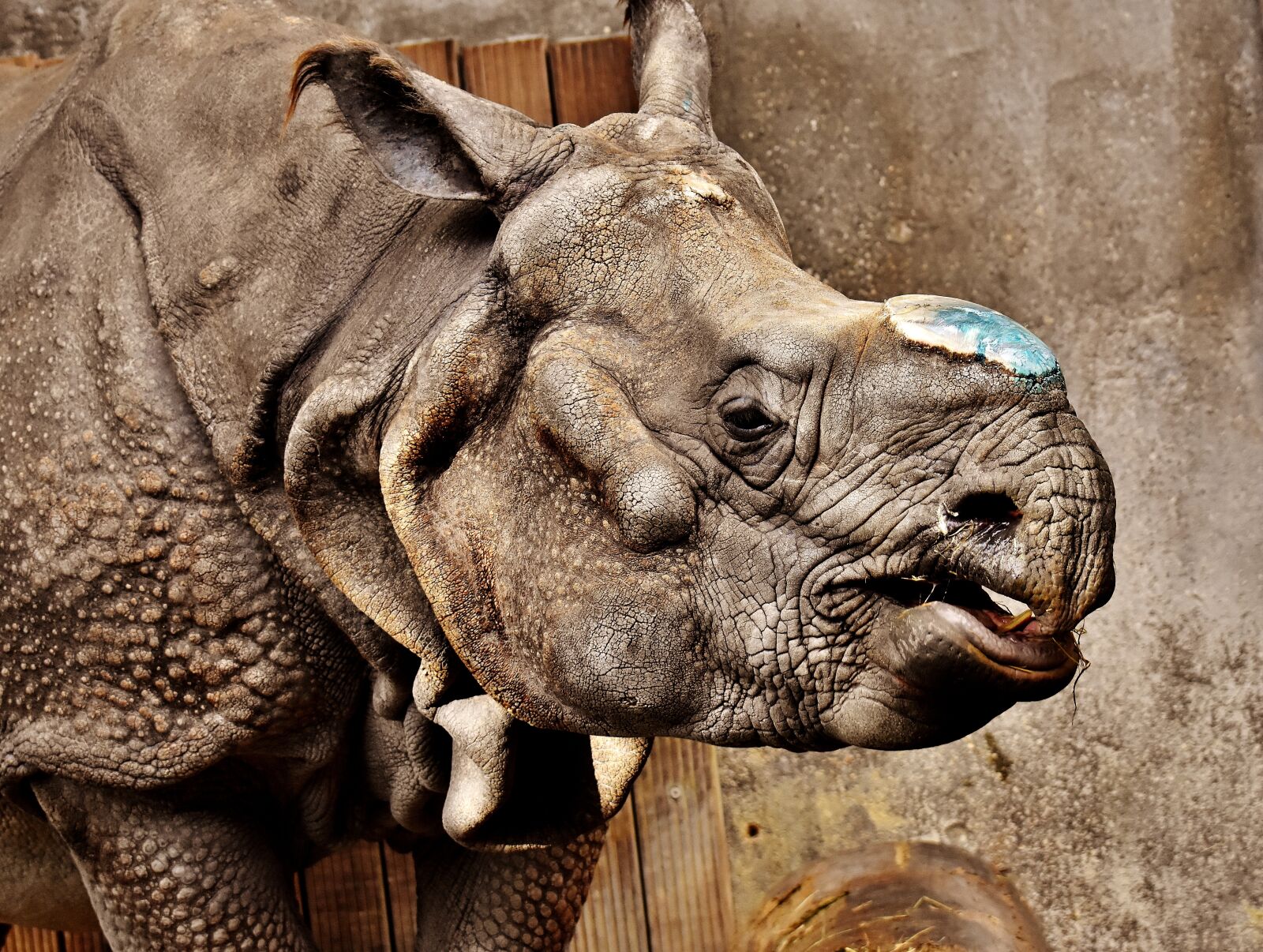 Nikon D7200 sample photo. Rhino, animal, animal world photography