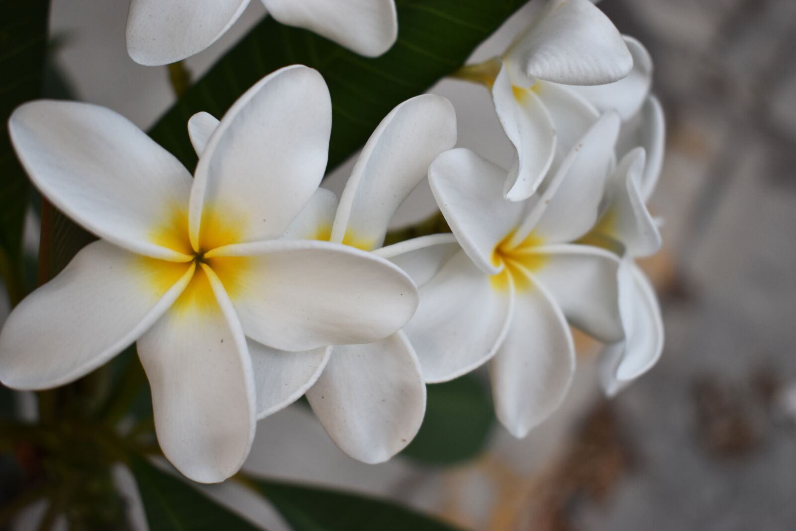 Nikon D3500 sample photo. Fotografía, flor, naturaleza photography