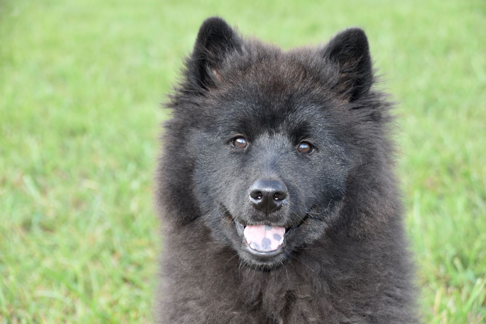 Nikon D5600 sample photo. Dog, pup, puppy photography