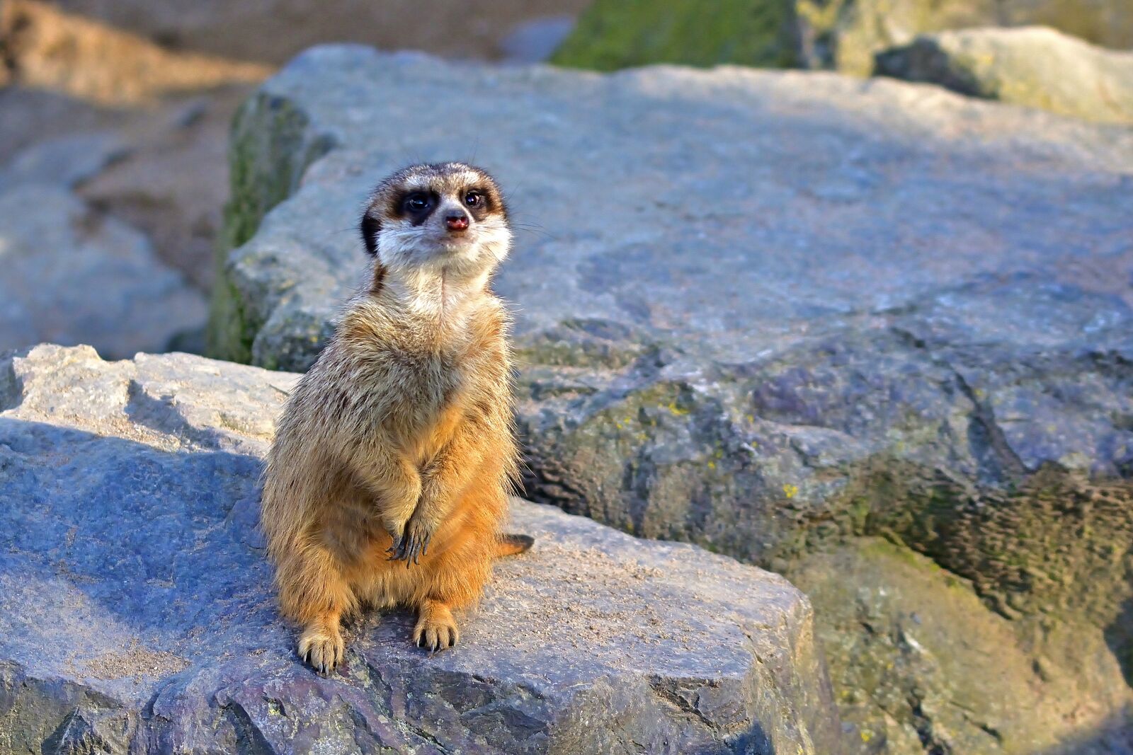 Nikon D5200 sample photo. Animal world, meerkat, nature photography