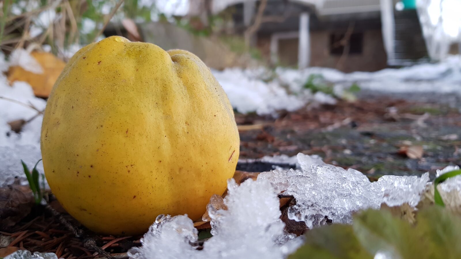 Samsung Galaxy S8 sample photo. Quince, winter, apple quince photography