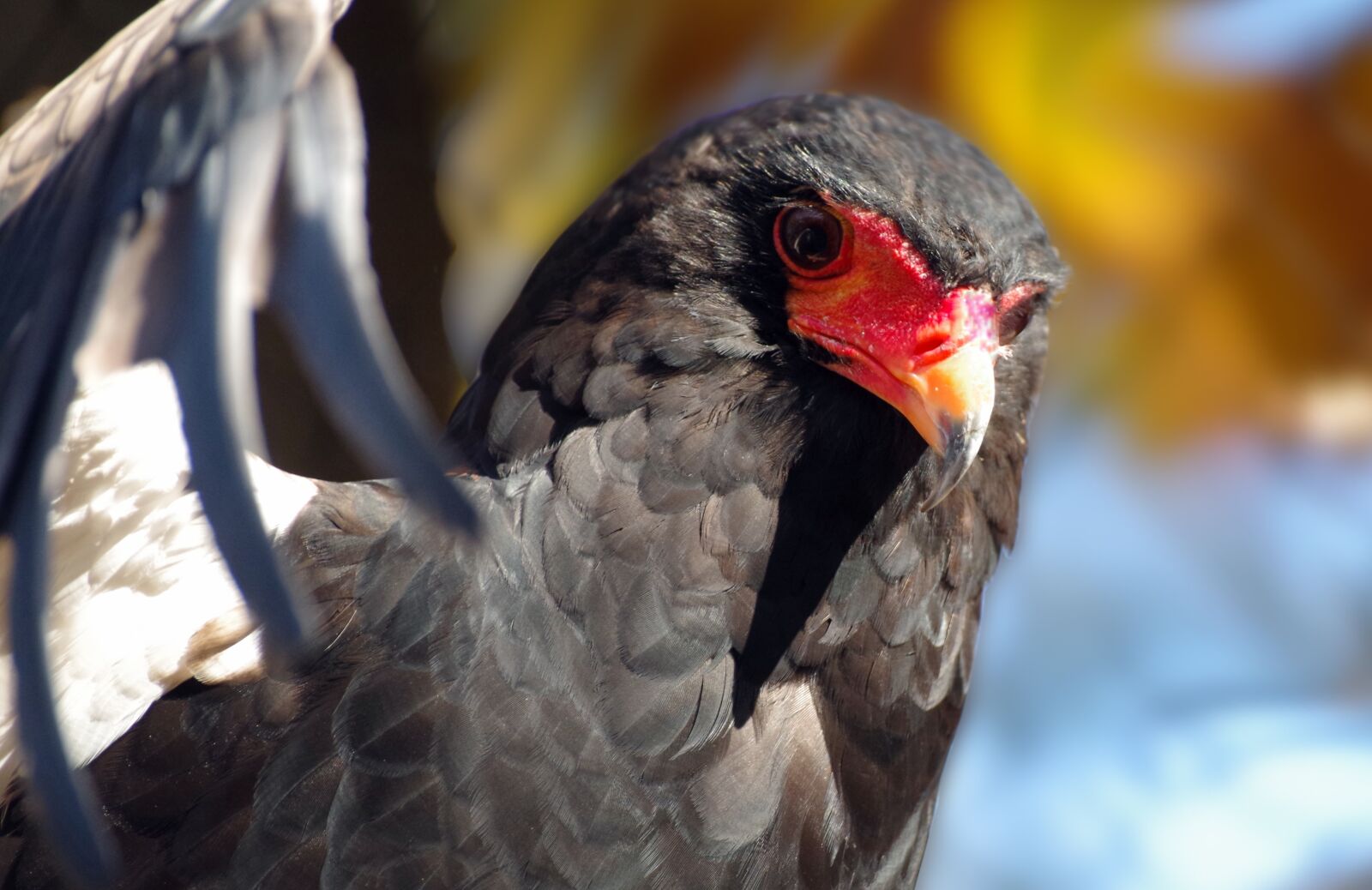 Pentax K-30 sample photo. Jester, adler, short-toed snake photography
