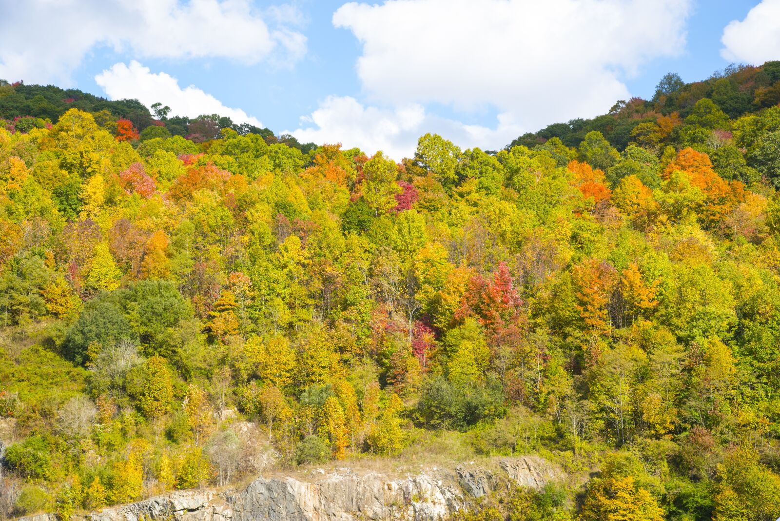 Nikon D610 sample photo. Autumn, leaves, fall leaves photography