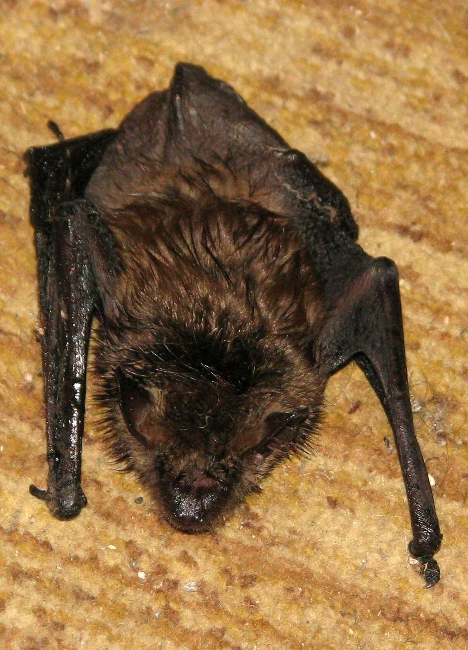 Canon POWERSHOT S5 IS sample photo. Little brown bat, little photography