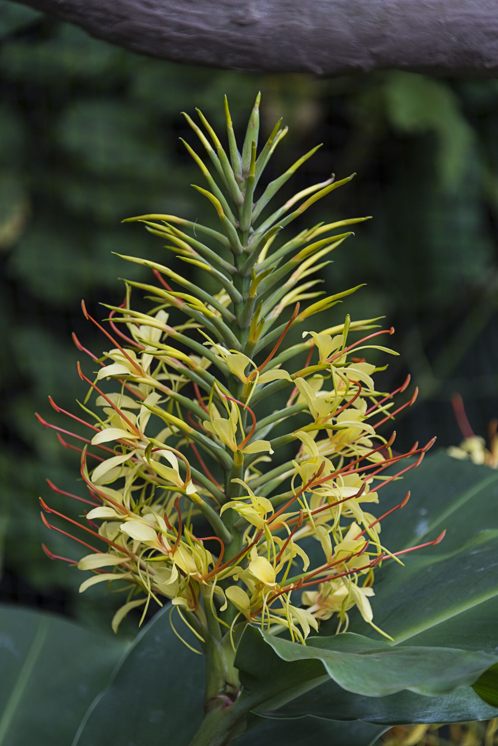 Nikon D750 sample photo. Ginger, nature, yellow photography