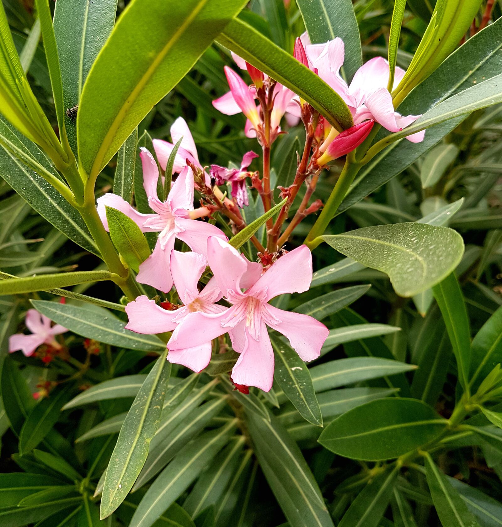 Samsung Galaxy S7 Edge sample photo. Flower, flora, nature photography