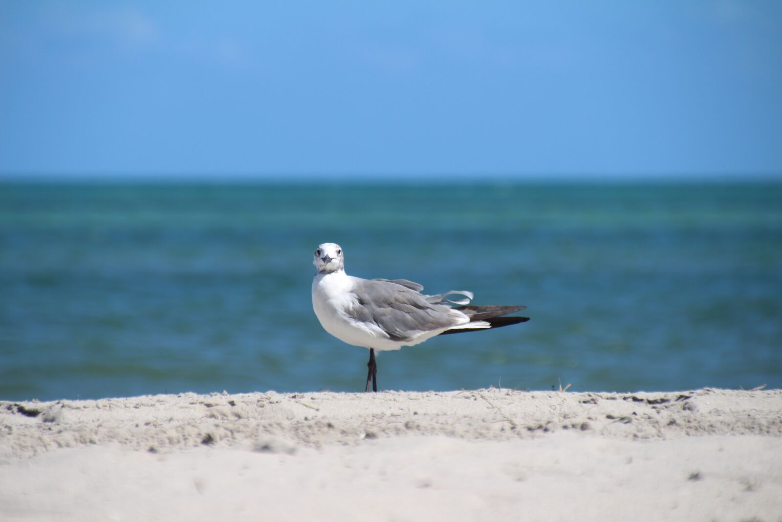 Canon EOS 700D (EOS Rebel T5i / EOS Kiss X7i) sample photo. Seagull, sea bird, water photography
