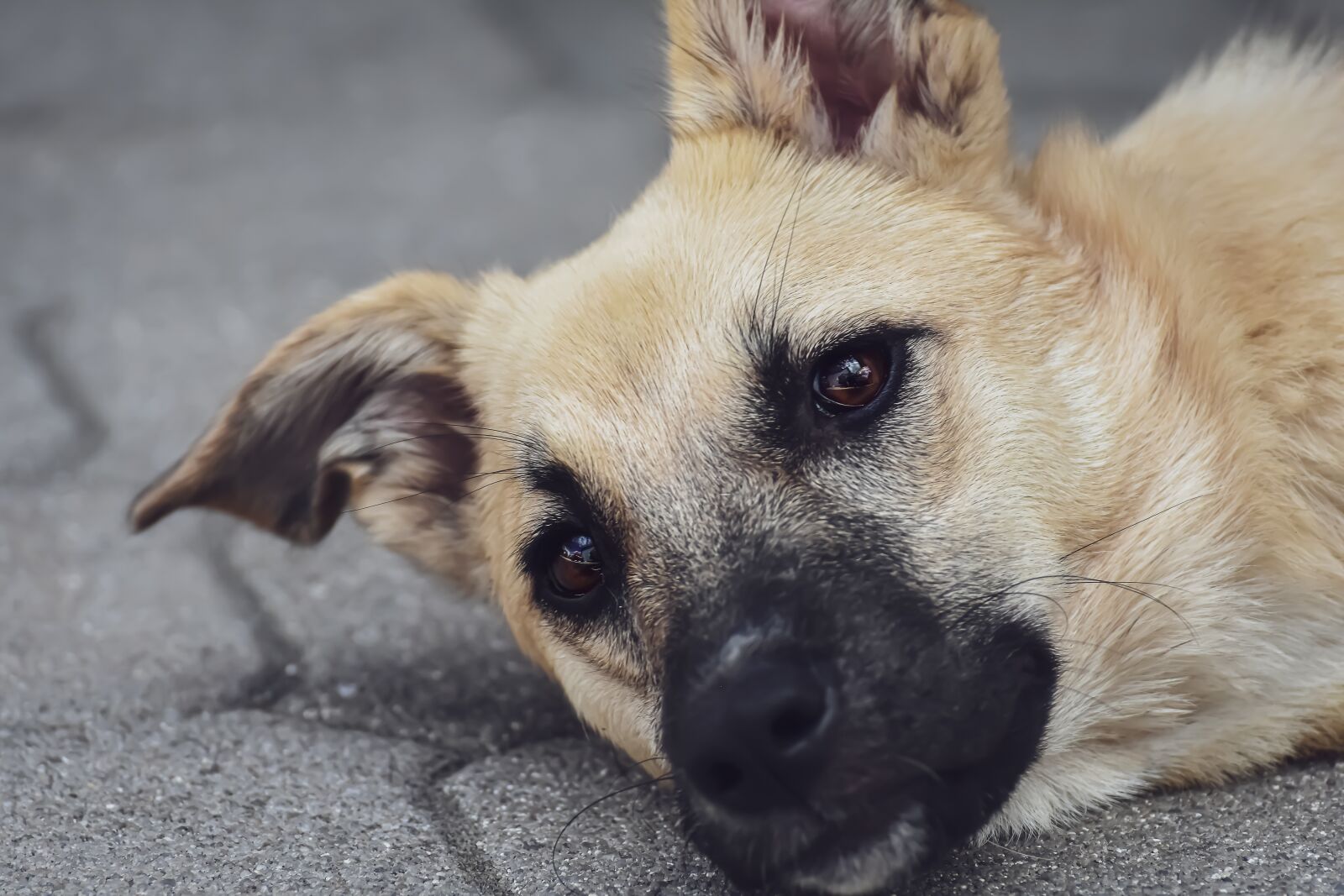 Nikon D7200 sample photo. Dog, hybrid, good photography