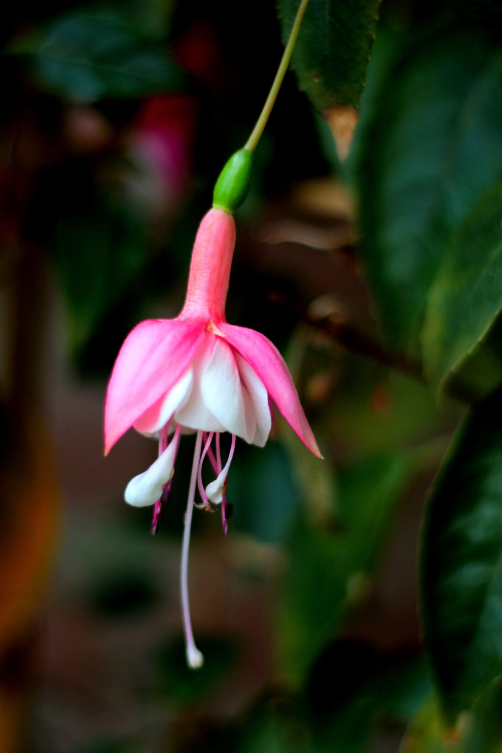 Canon EOS 600D (Rebel EOS T3i / EOS Kiss X5) + Canon EF 50mm F1.8 STM sample photo. Fuchsia, flower, rose photography