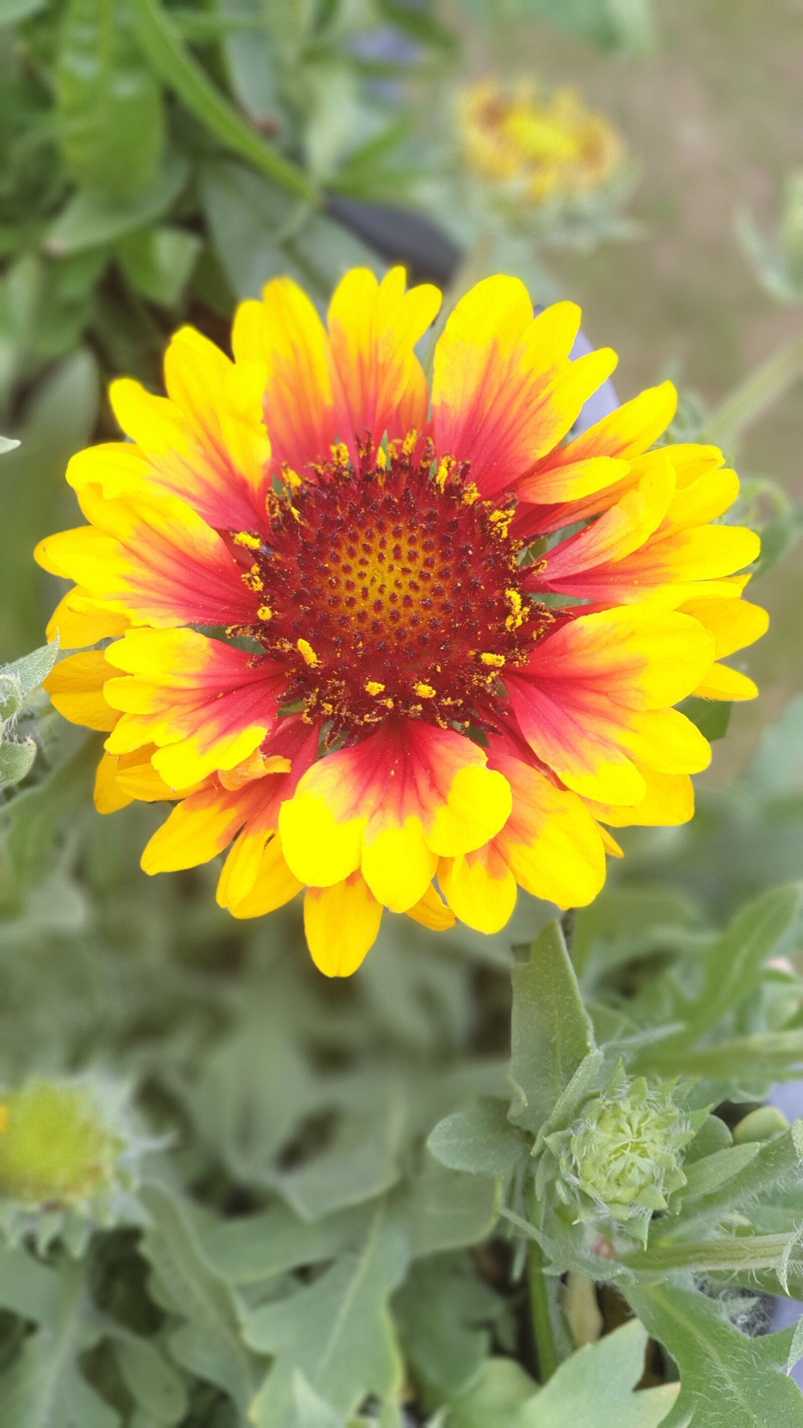 Samsung Galaxy S9+ sample photo. Flower, spring, summer photography