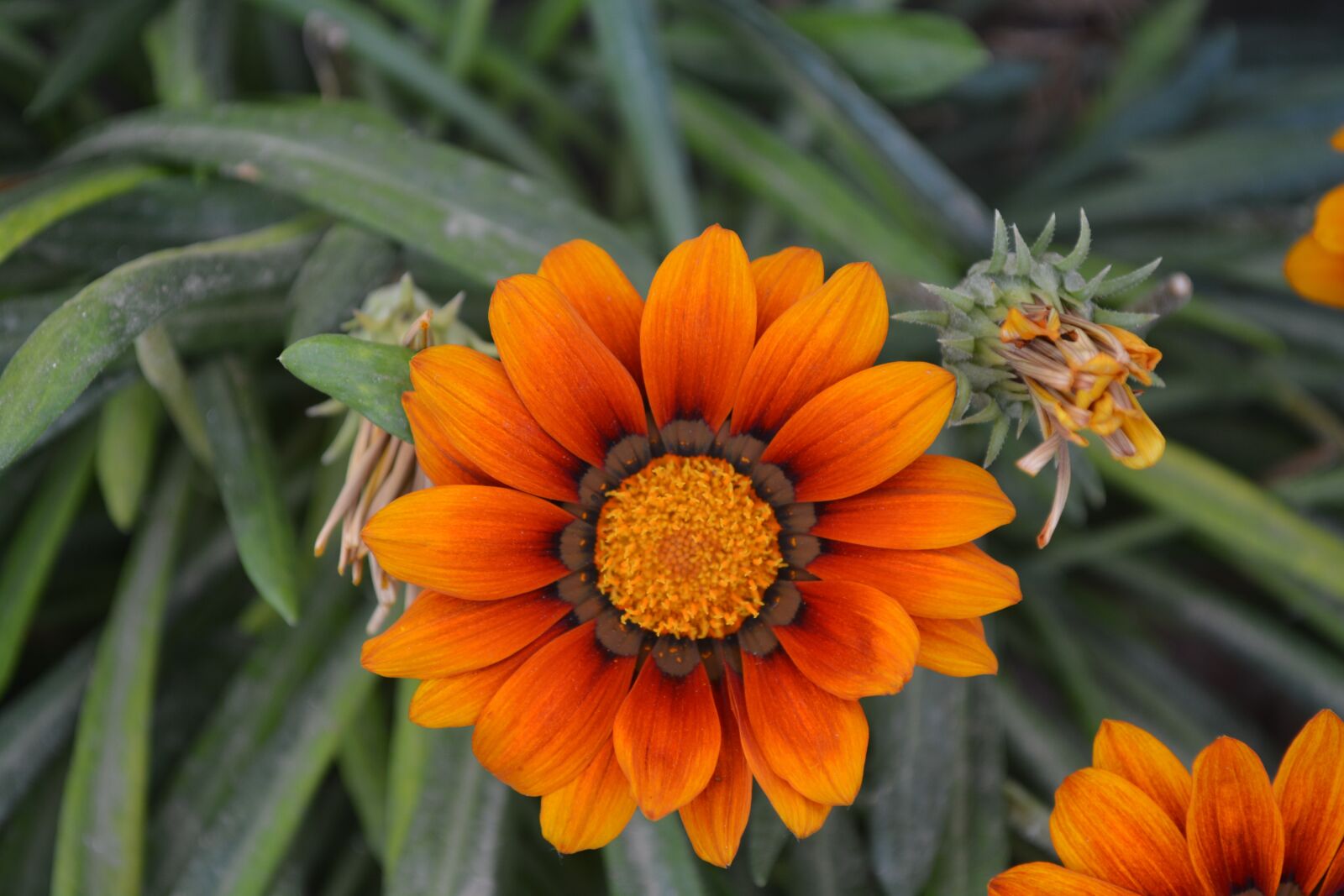 Nikon D5200 sample photo. Garden, flora, nature photography