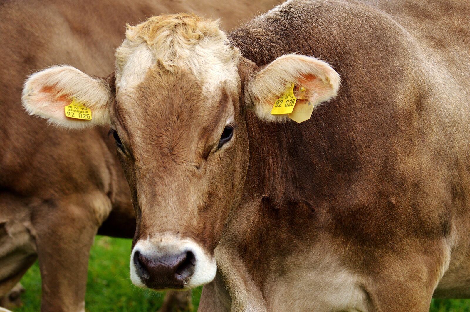 Nikon D3200 sample photo. Cow, allgäu, cows photography
