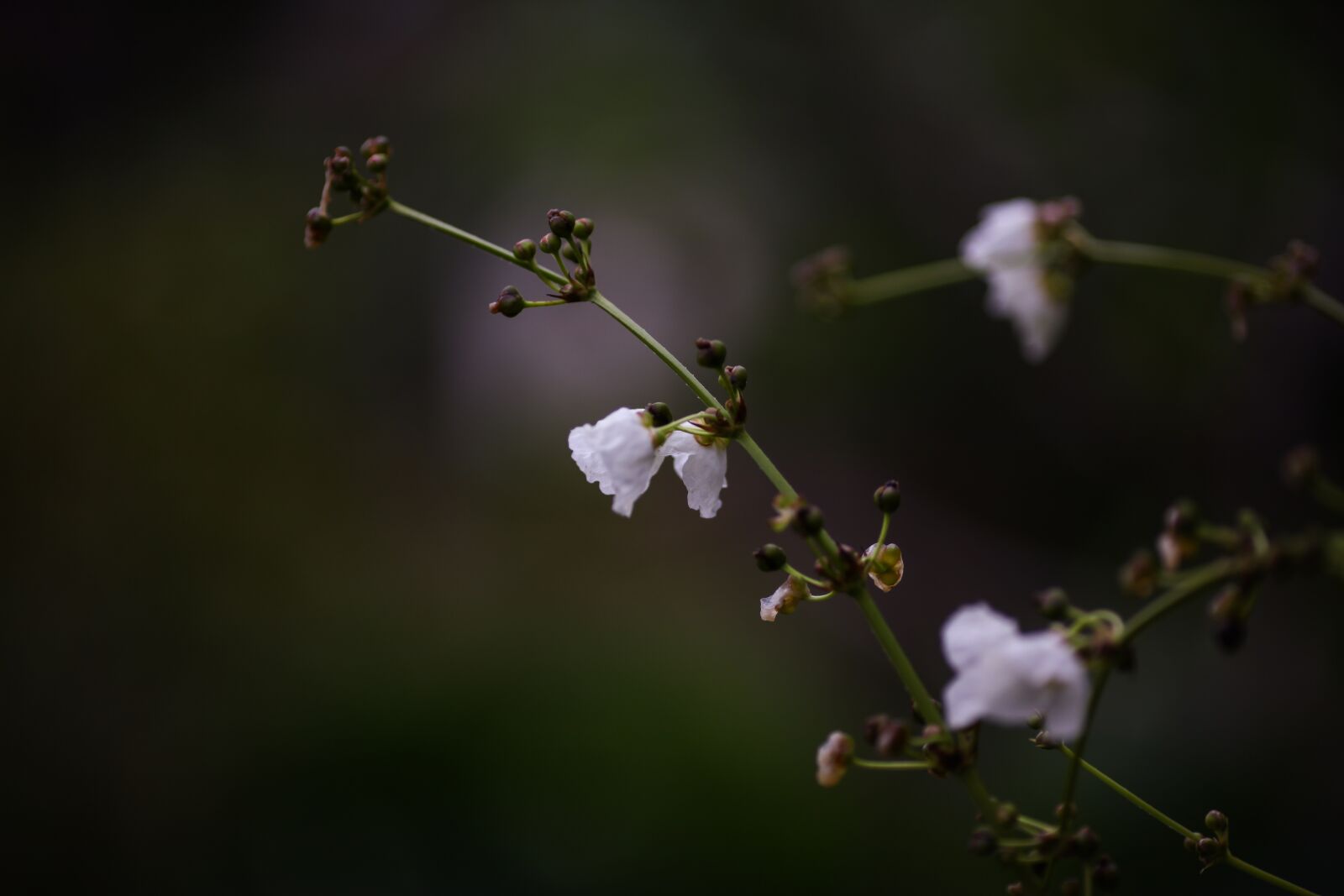 Canon EOS 5D Mark II + Canon EF 135mm F2L USM sample photo. Nature, flowers, spring photography