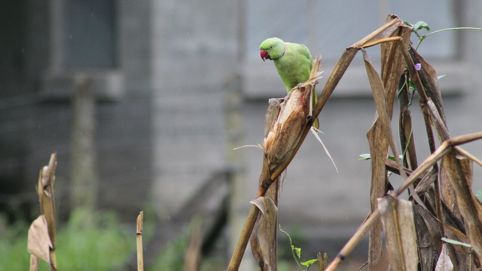 Canon EOS 1100D (EOS Rebel T3 / EOS Kiss X50) sample photo. Parrot, birds, green parrot photography