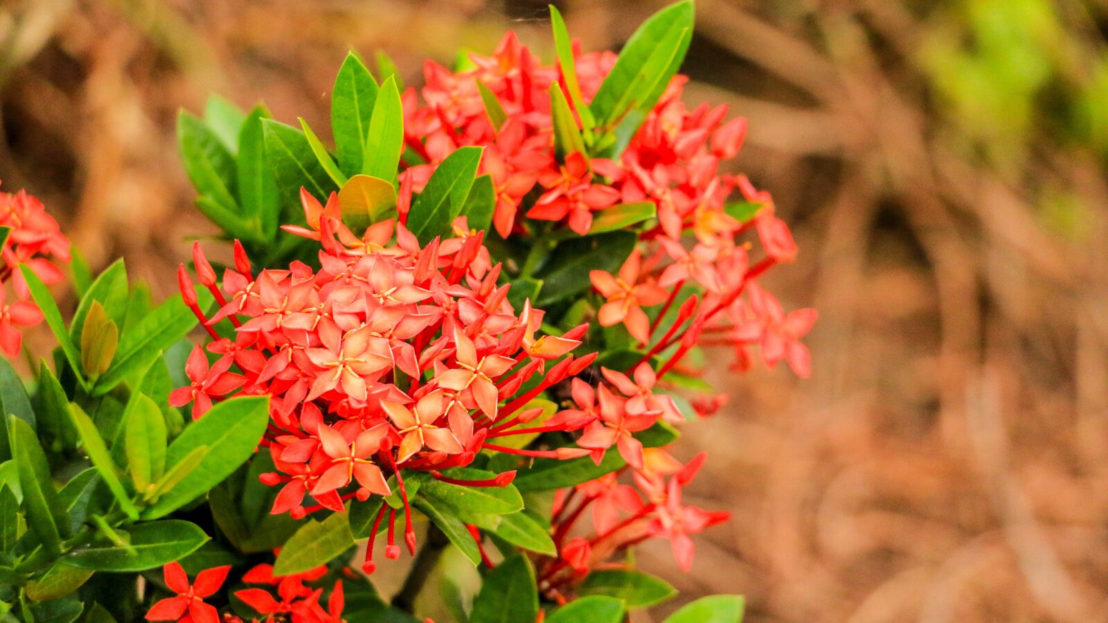 Canon EOS 70D sample photo. Flower, izora, red photography