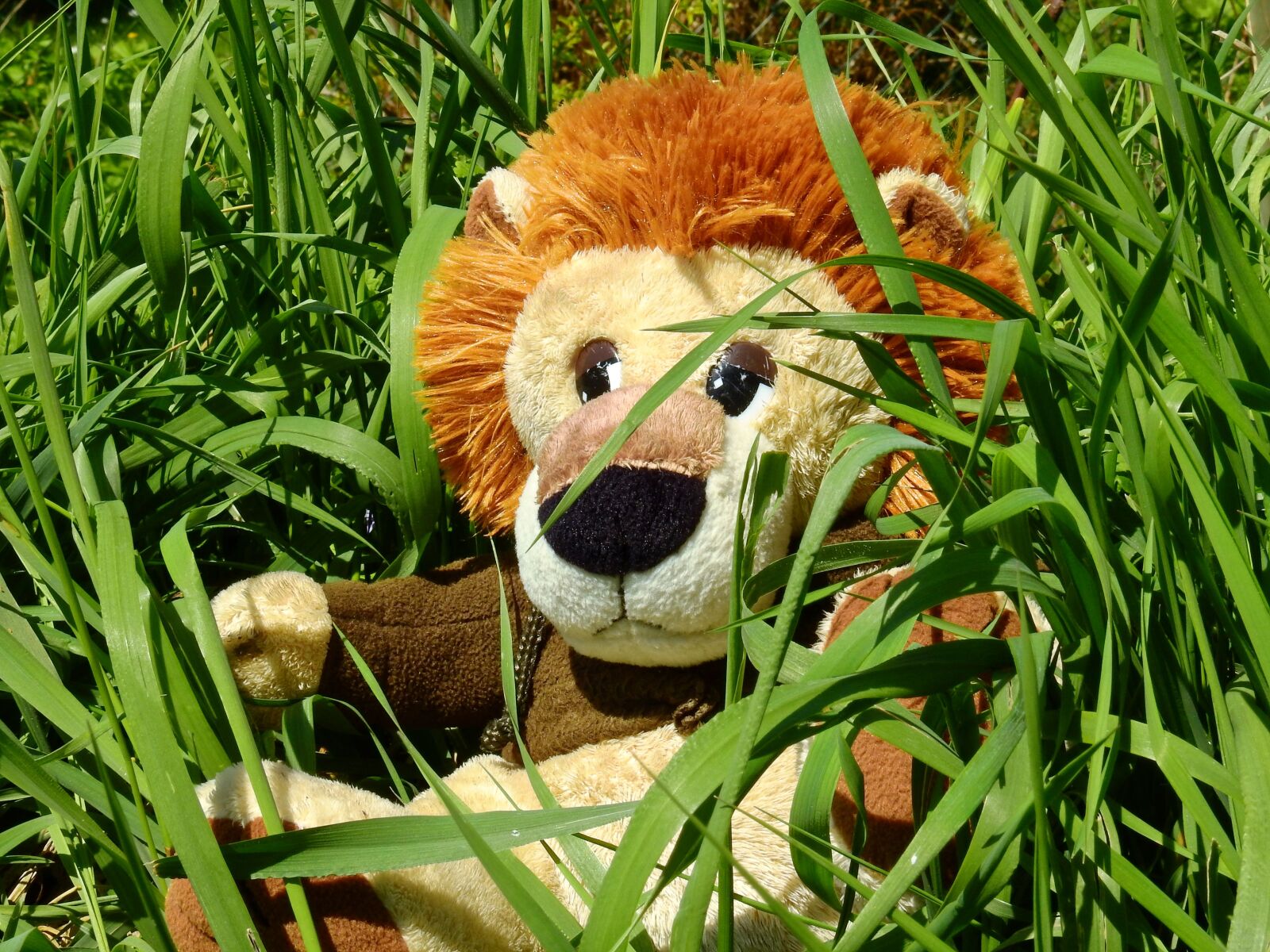 Nikon Coolpix P900 sample photo. Stuffed animal, teddy bear photography