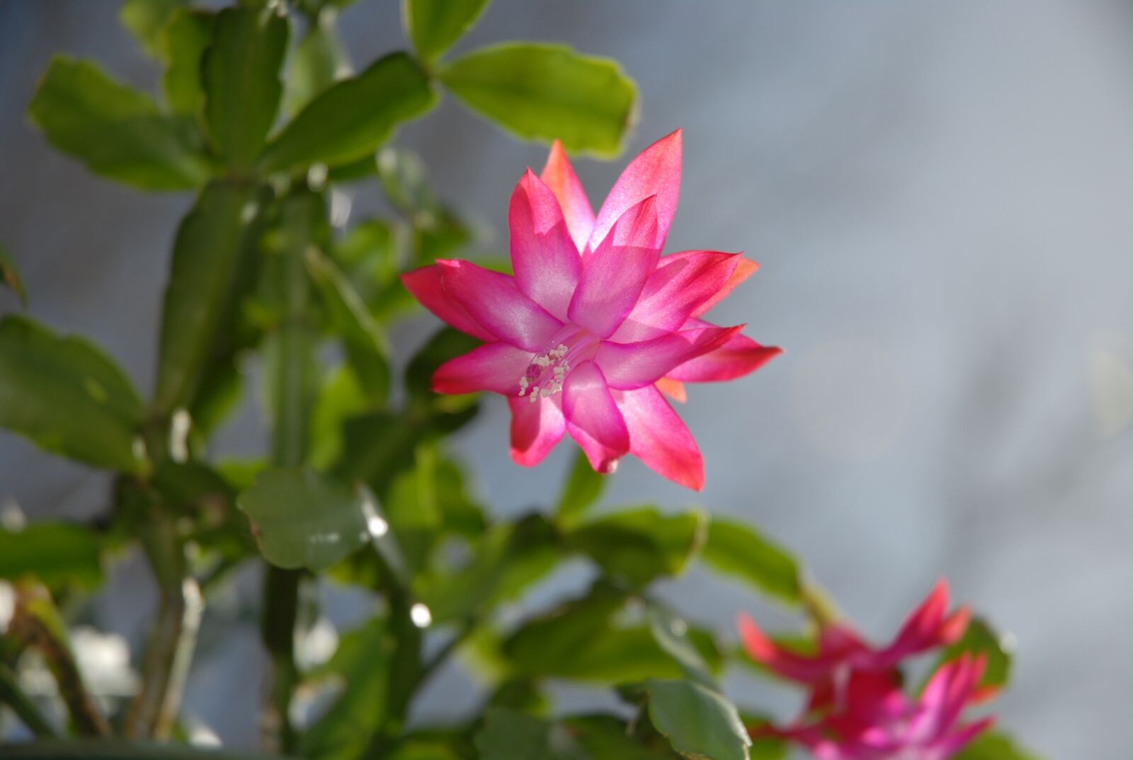 Nikon D200 sample photo. Succulent, christmas plant, cactus photography