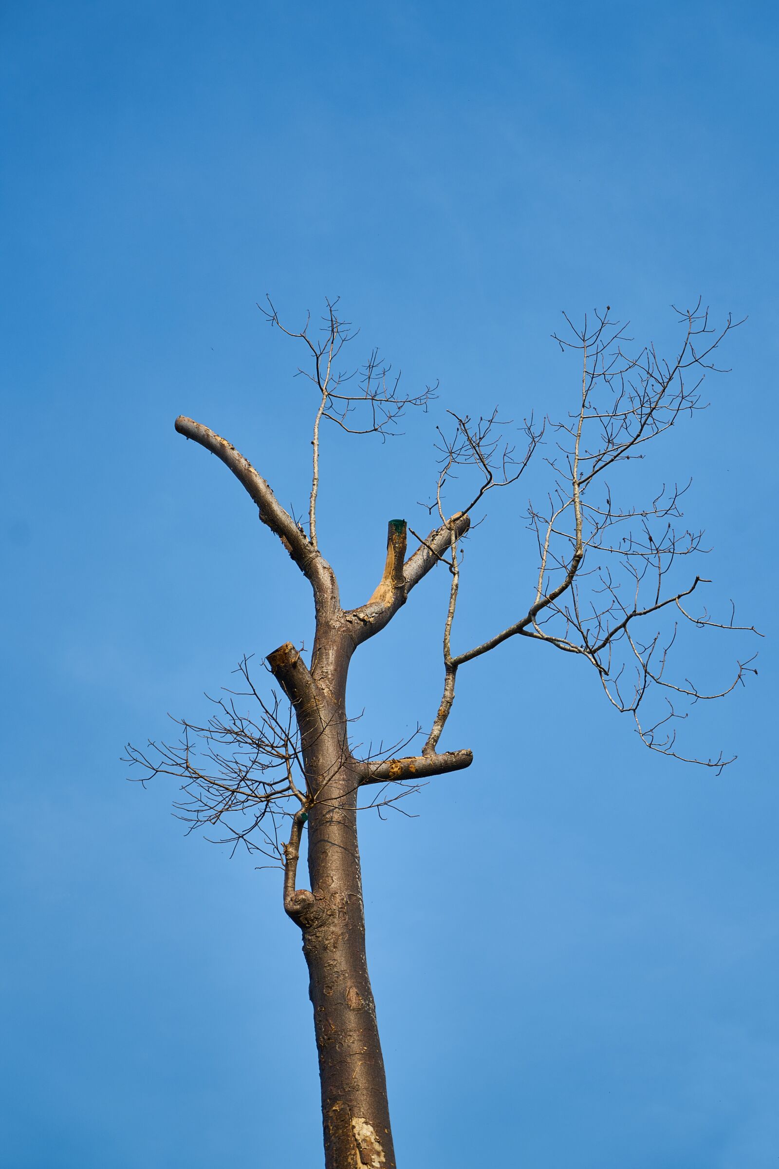 Sony a7R II sample photo. Nature, tree, no one photography