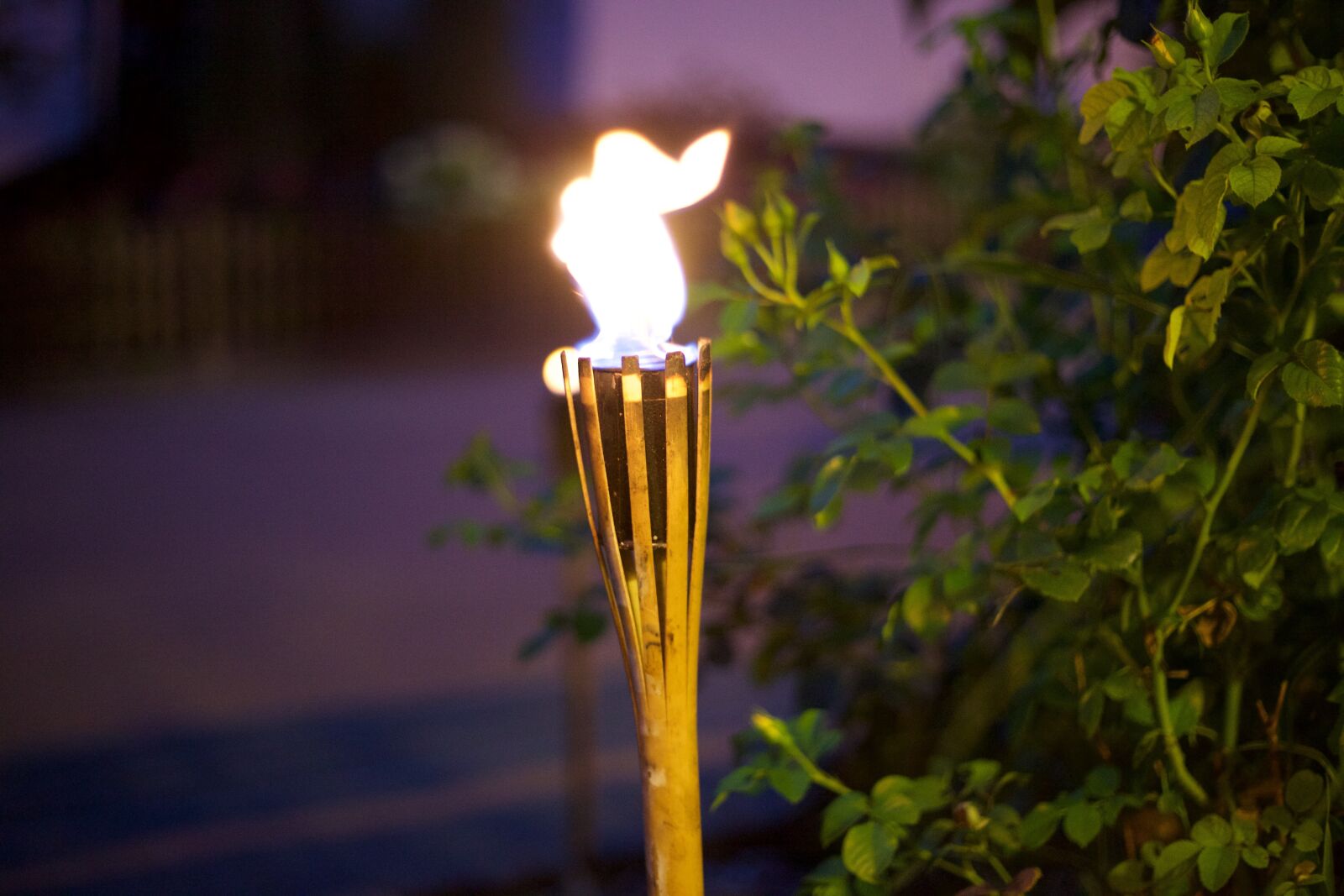 Canon EOS 5D Mark II sample photo. Torch, vacations, green photography