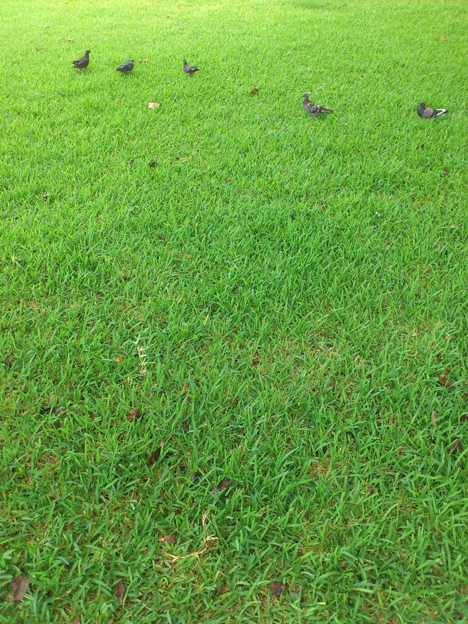 Sony Ericsson Xperia arc S sample photo. Park, pigeons, green photography