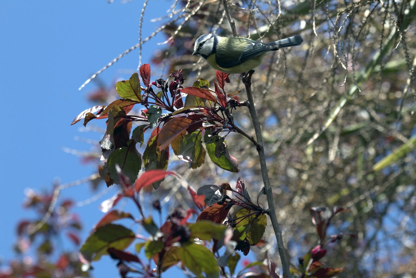 Canon EOS 1300D (EOS Rebel T6 / EOS Kiss X80) sample photo. Blue tit, bird, tree photography
