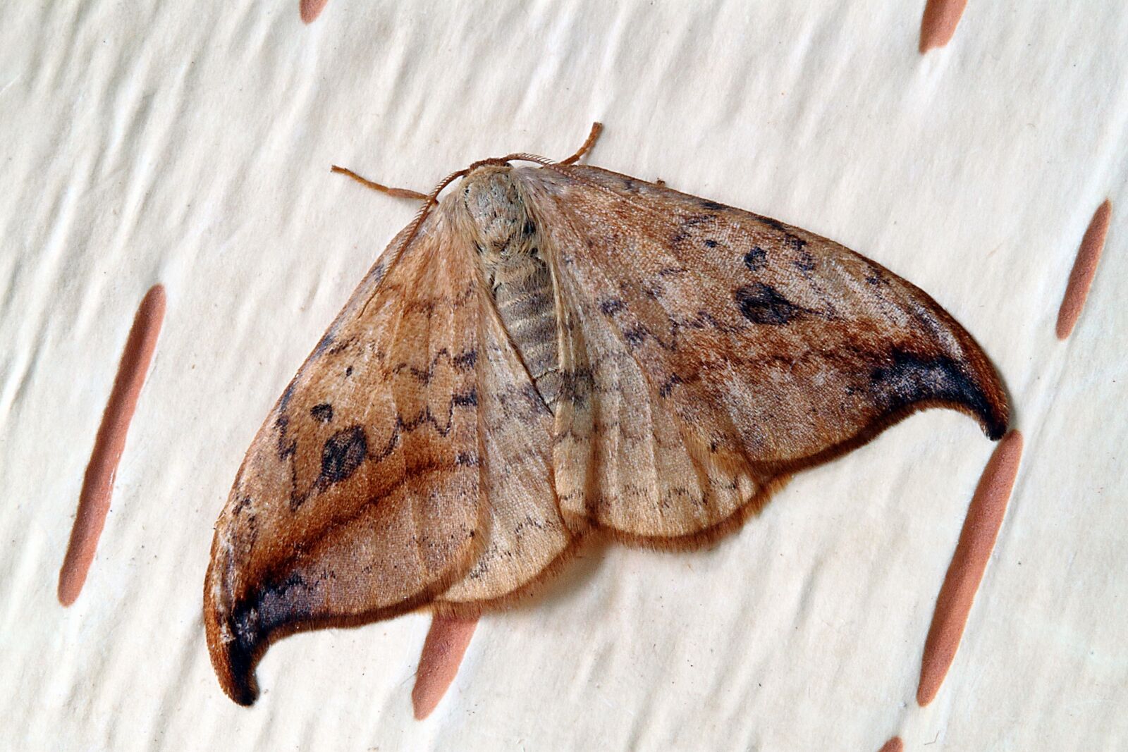 Canon EOS 500D (EOS Rebel T1i / EOS Kiss X3) sample photo. Moth, macro, insect photography