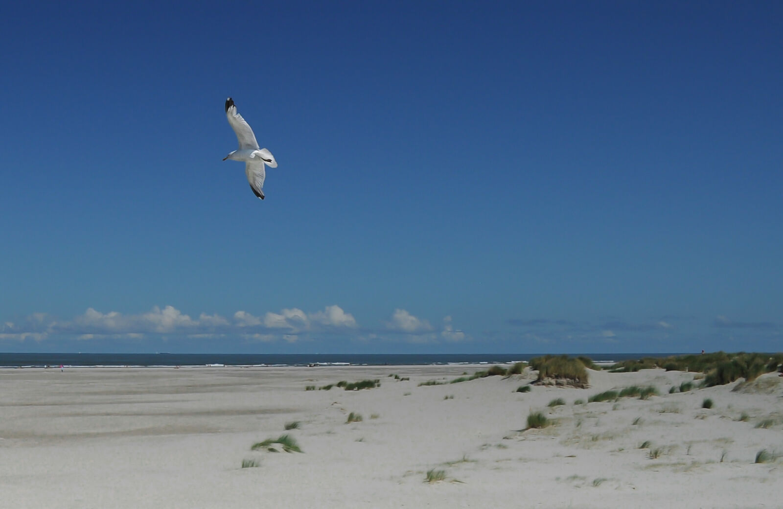 Nikon D5000 sample photo. Bird, flying, beach, seagull photography