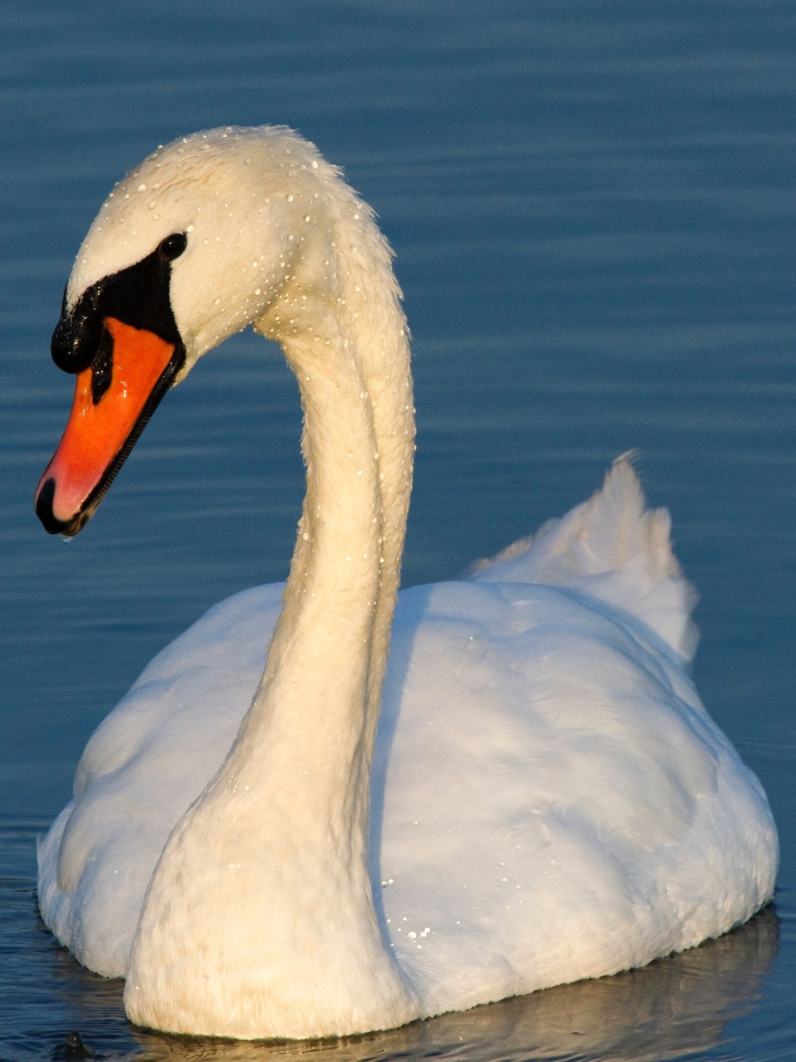 Nikon D3S sample photo. Swan, waterfowl, swans photography