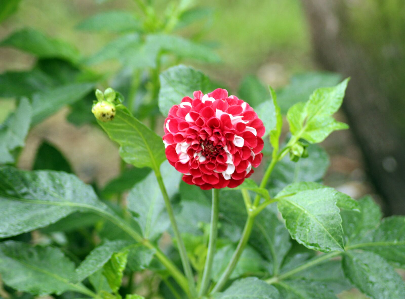 Canon EOS 1200D (EOS Rebel T5 / EOS Kiss X70 / EOS Hi) sample photo. Dalia, dahlia, flower photography