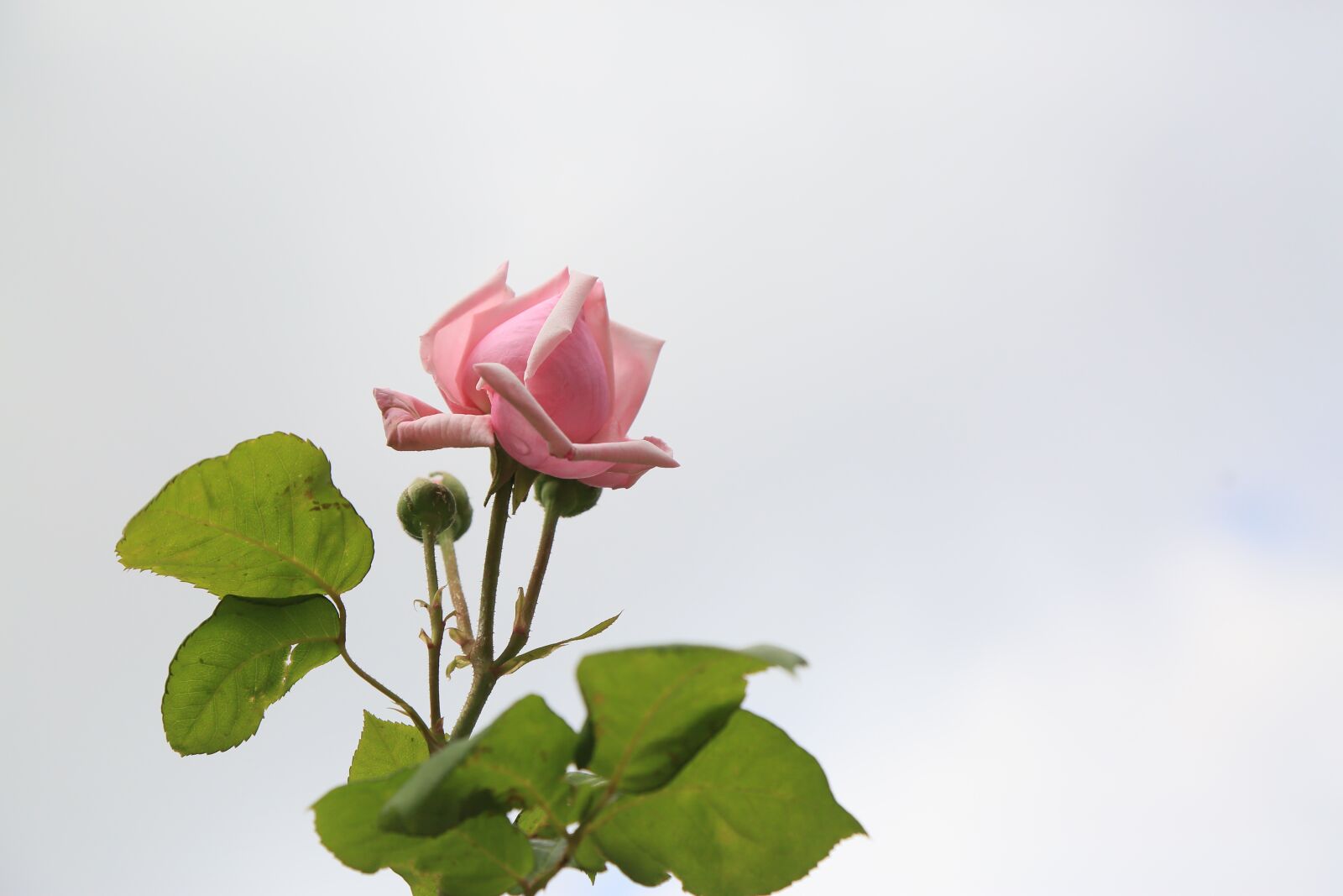 Canon EF 24-105mm F4L IS USM sample photo. Rose, spring, nature photography
