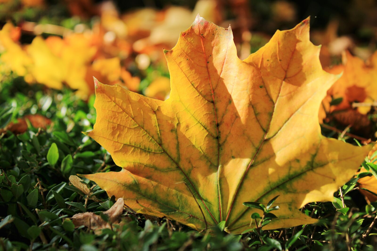 Canon EOS 2000D (EOS Rebel T7 / EOS Kiss X90 / EOS 1500D) sample photo. Autumn, colors, fall colors photography
