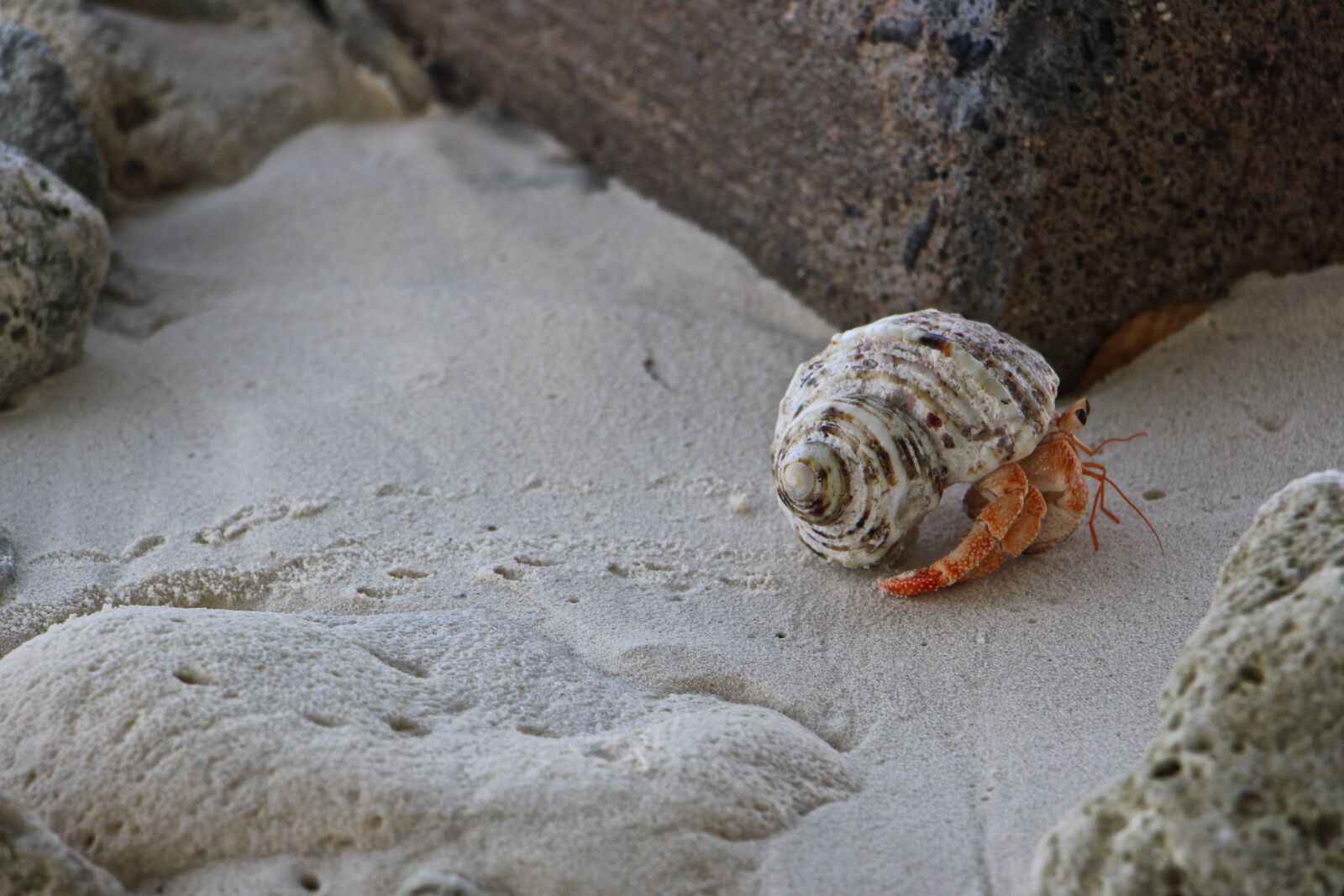 Canon EOS 700D (EOS Rebel T5i / EOS Kiss X7i) sample photo. Cancer, run, go photography