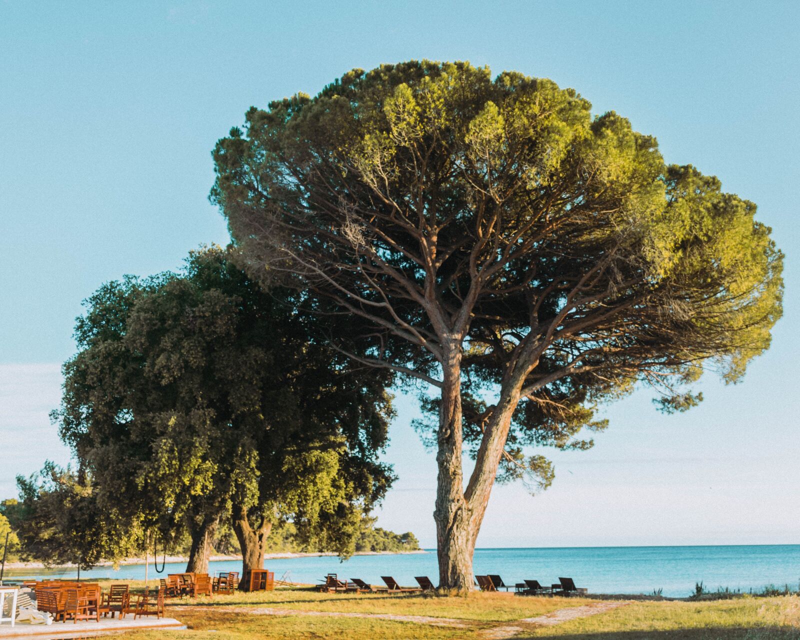 Nikon D5300 sample photo. Tree, beach, coastline photography